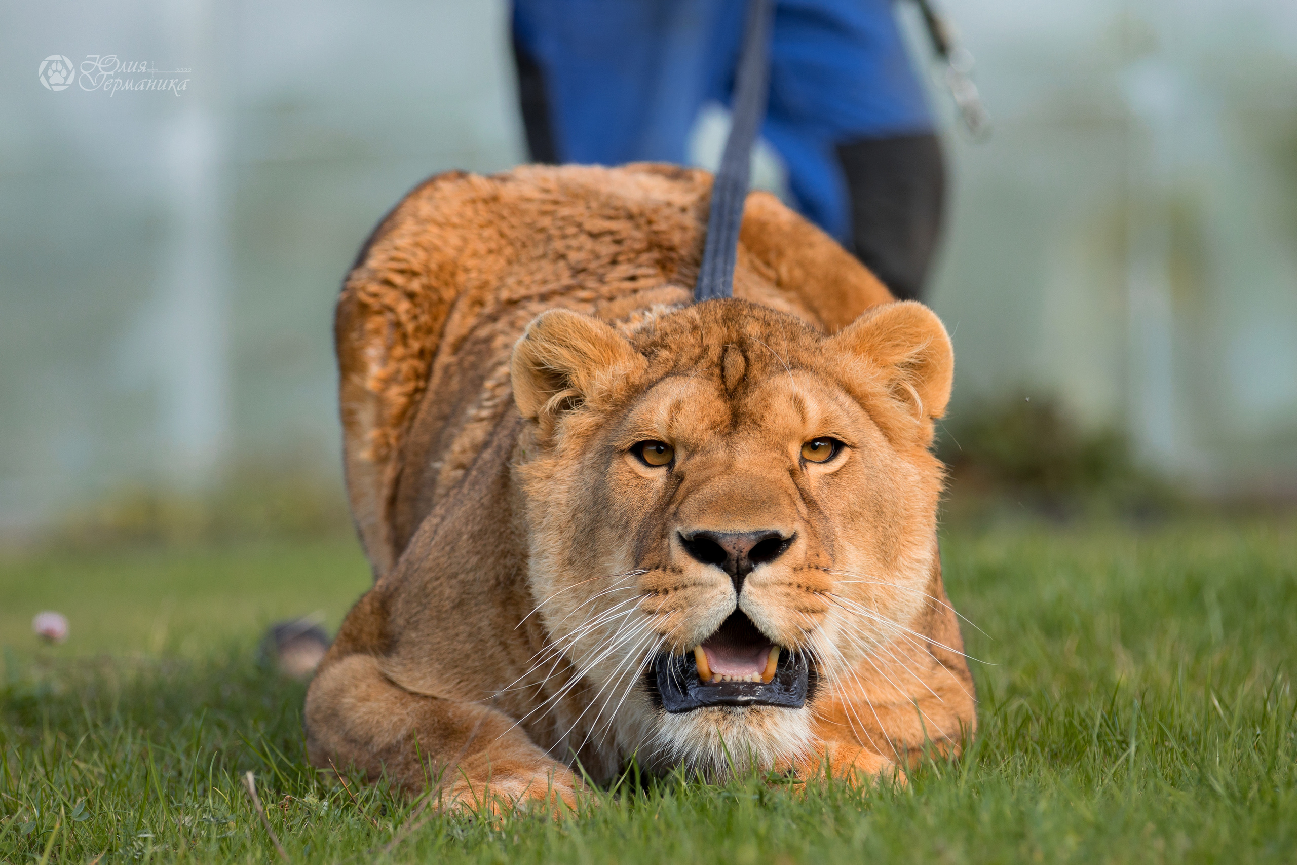 Герда(львица). Фотограф-анималист Юлия Германика
