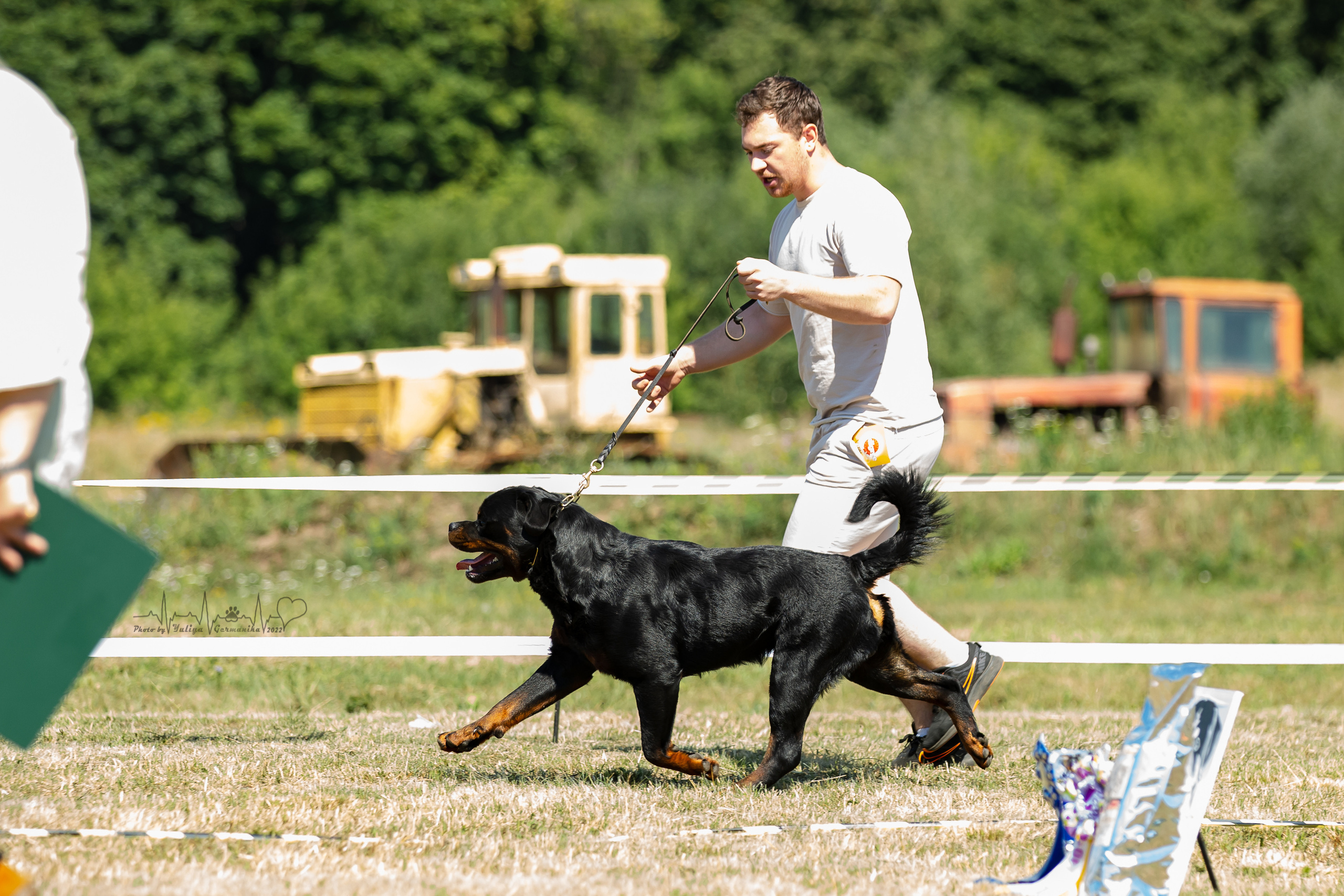 Рязань моно ротвейлеров 13.08.2022. Фотограф-анималист Юлия Германика