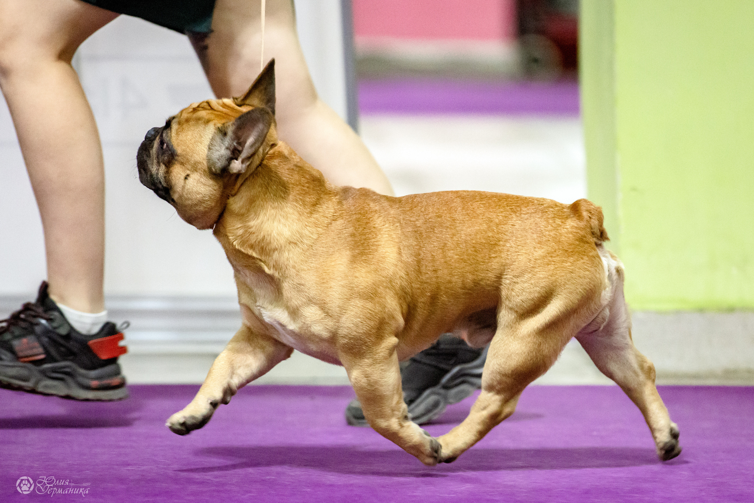 Чайна-Таун 3 и 12.11.2022. Фотограф-анималист Юлия Германика