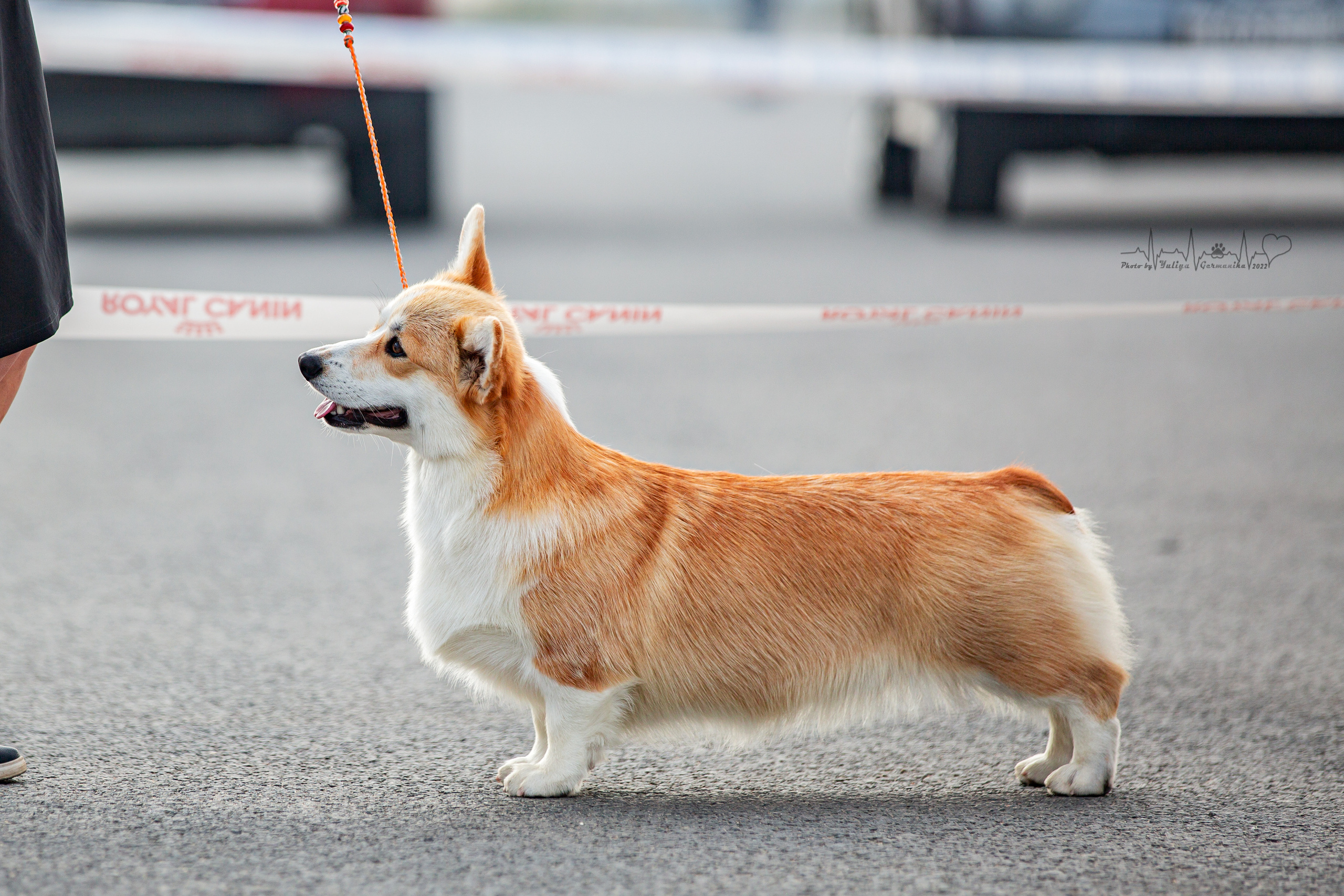 Сокольники 21.08,Сергиев Посад 27-28.08 2022. Фотограф-анималист Юлия Германика