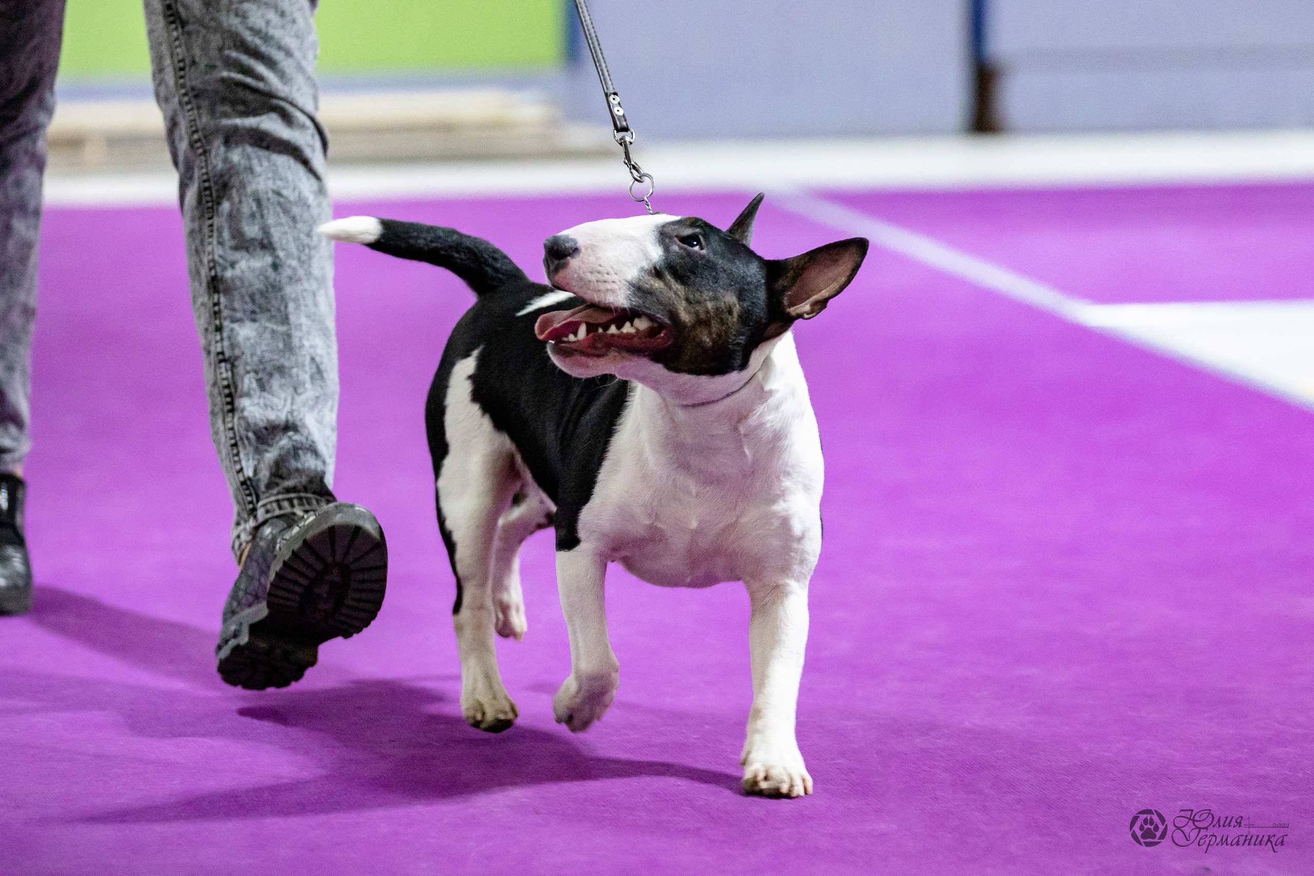 Чайна-Таун 29-30.10.2022. Фотограф-анималист Юлия Германика