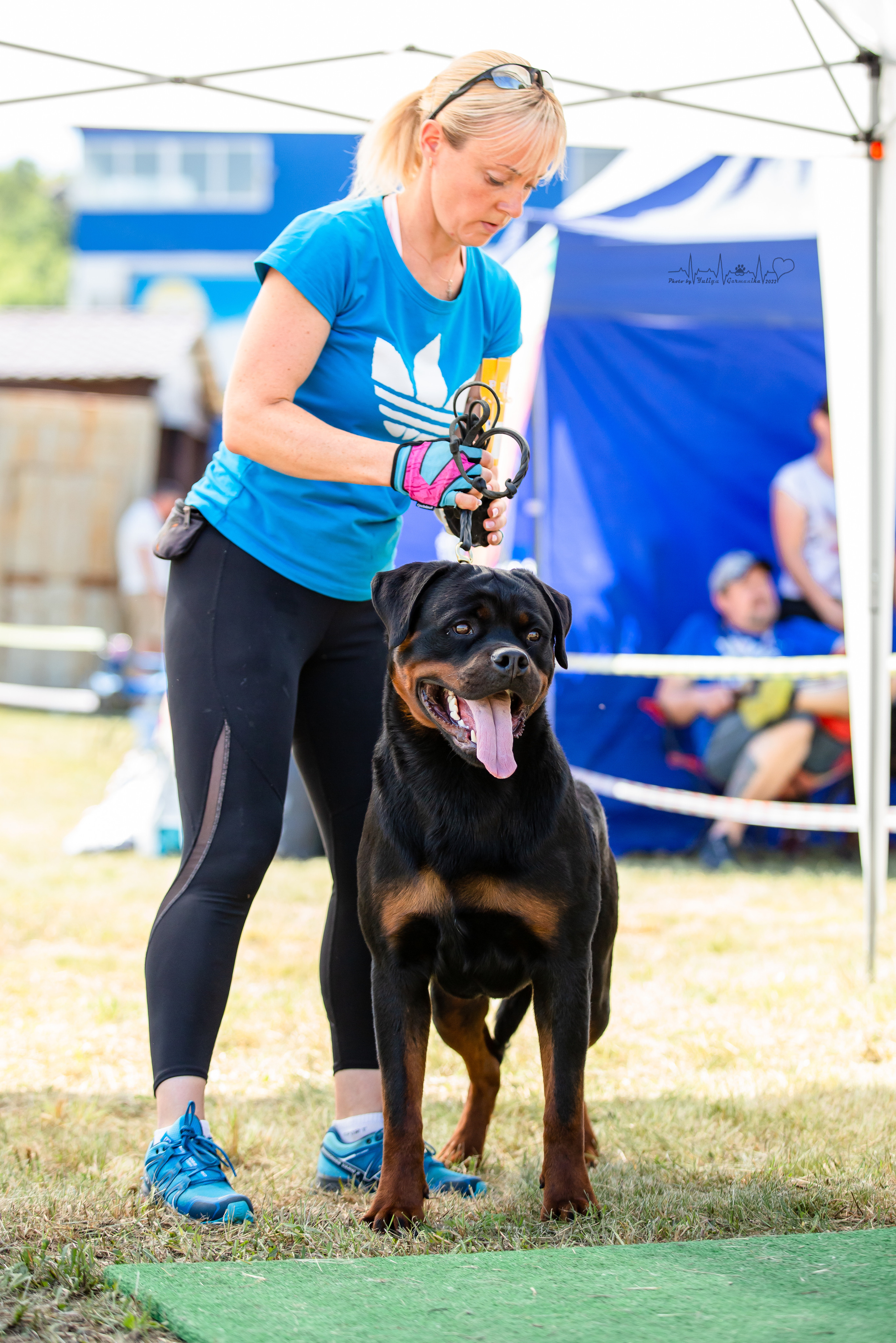 Рязань моно ротвейлеров 13.08.2022. Фотограф-анималист Юлия Германика