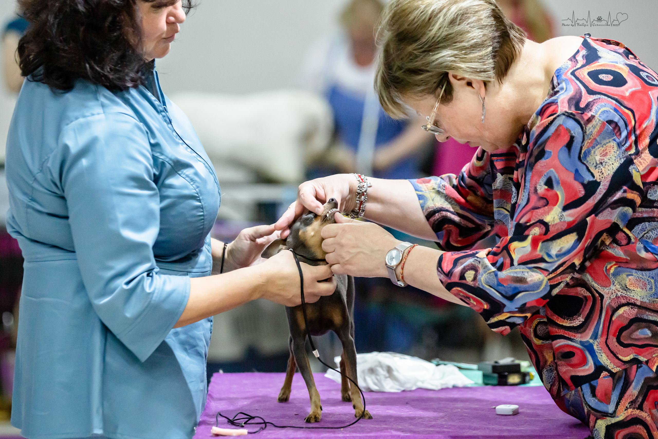 Ховрино 31.07,Чайна-Таун 6.08,Тверь 7.08. Фотограф-анималист Юлия Германика