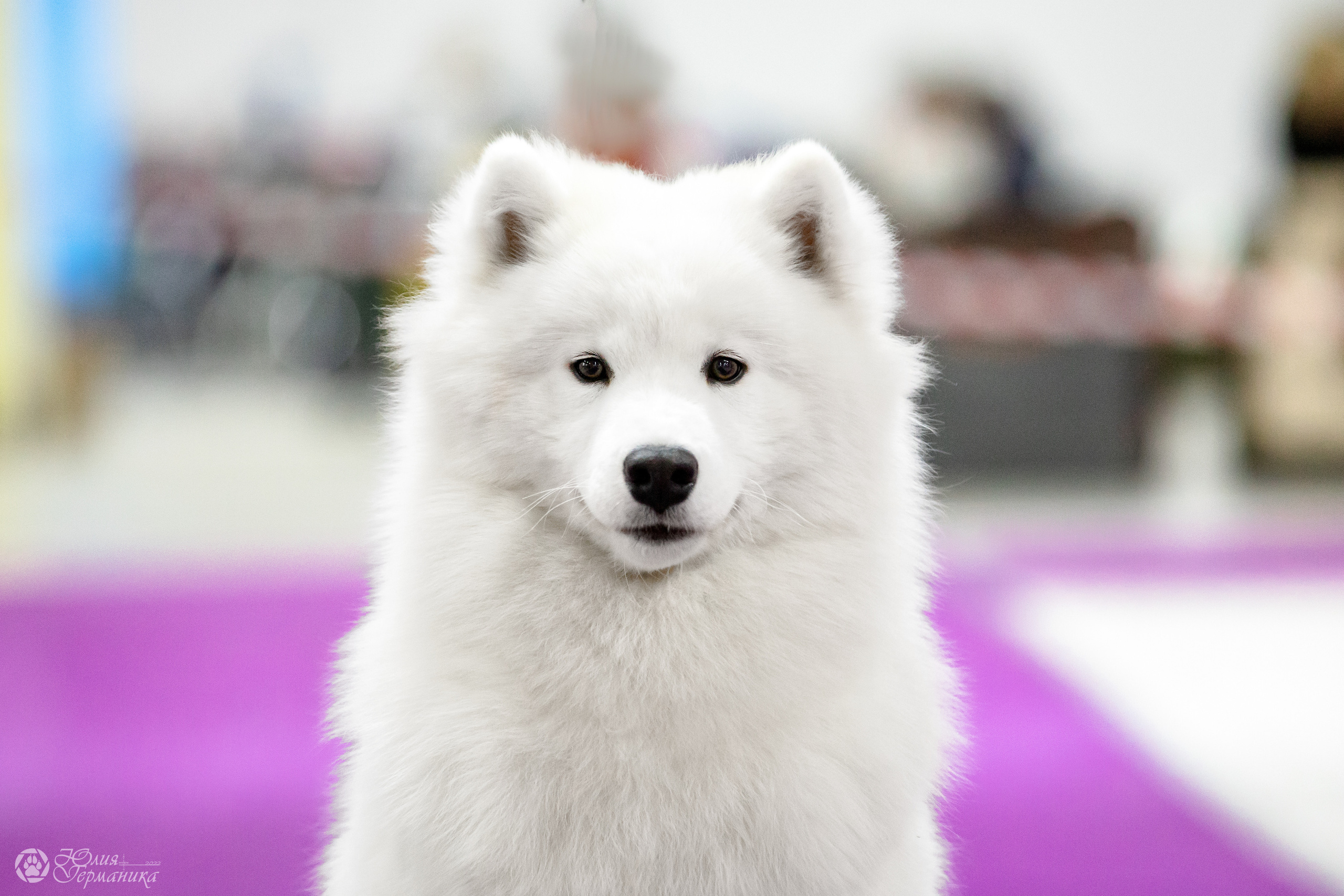 Чайна-Таун 29-30.10.2022. Фотограф-анималист Юлия Германика