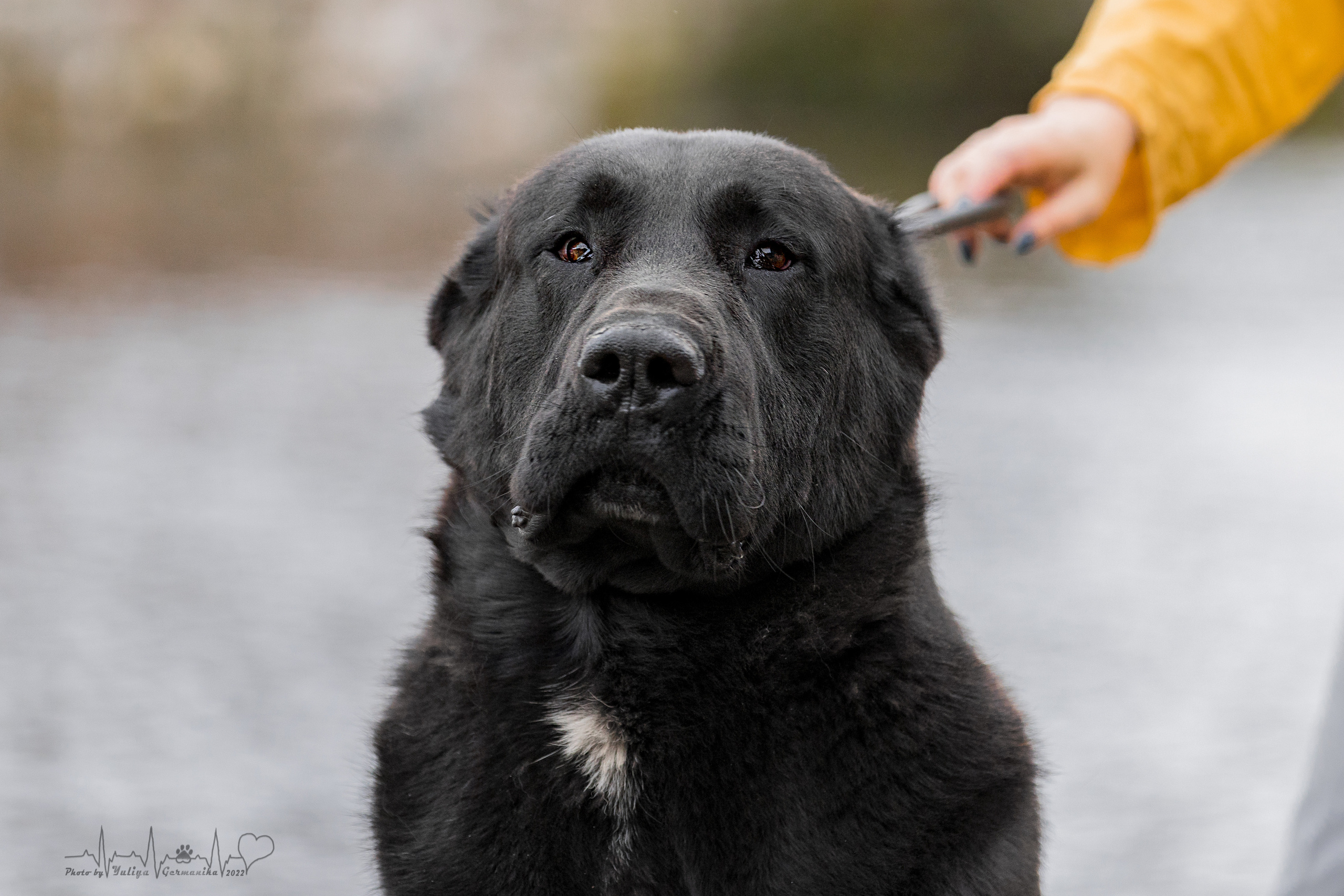 Александрова Слобода моно сао 2.10.2022. Фотограф-анималист Юлия Германика