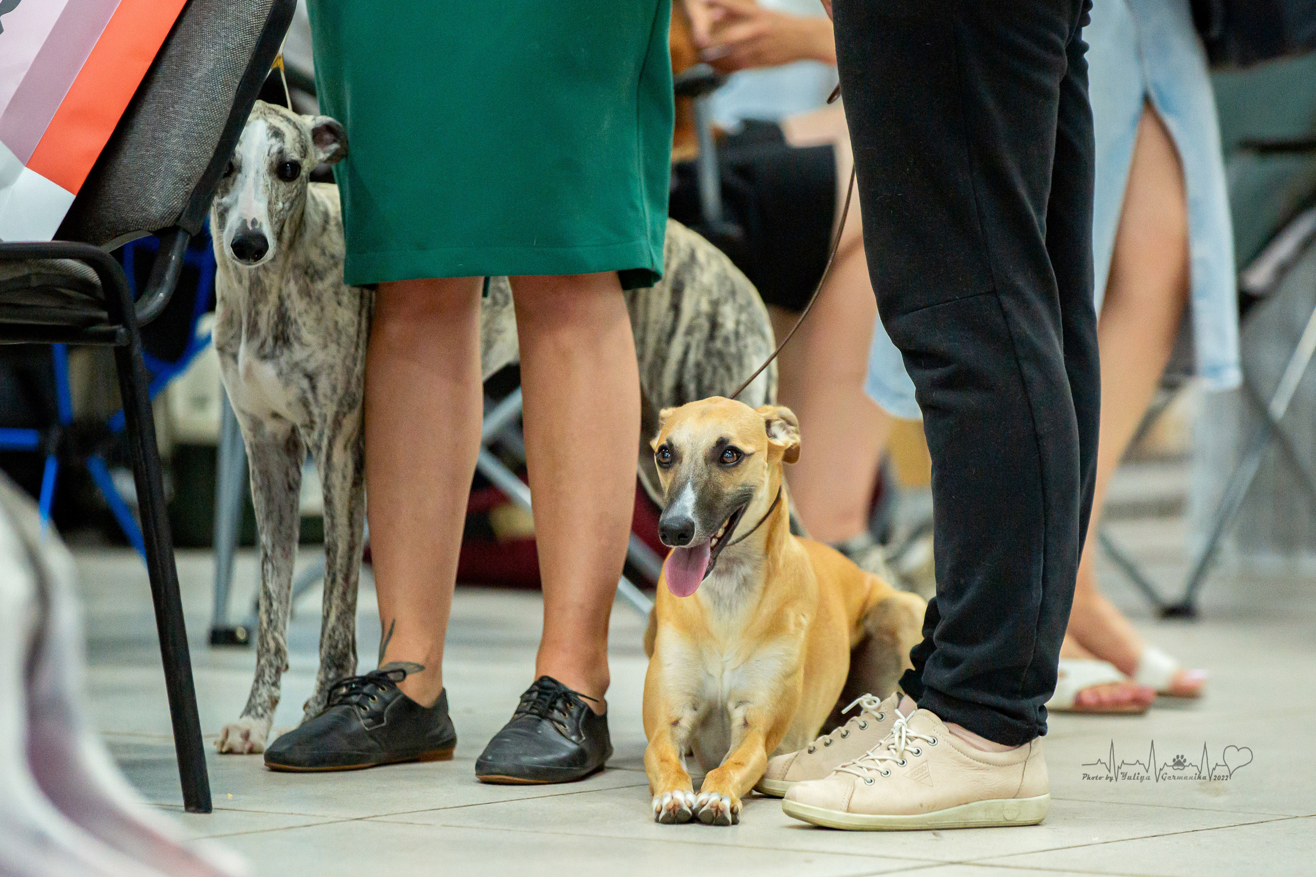 Ховрино 31.07,Чайна-Таун 6.08,Тверь 7.08. Фотограф-анималист Юлия Германика
