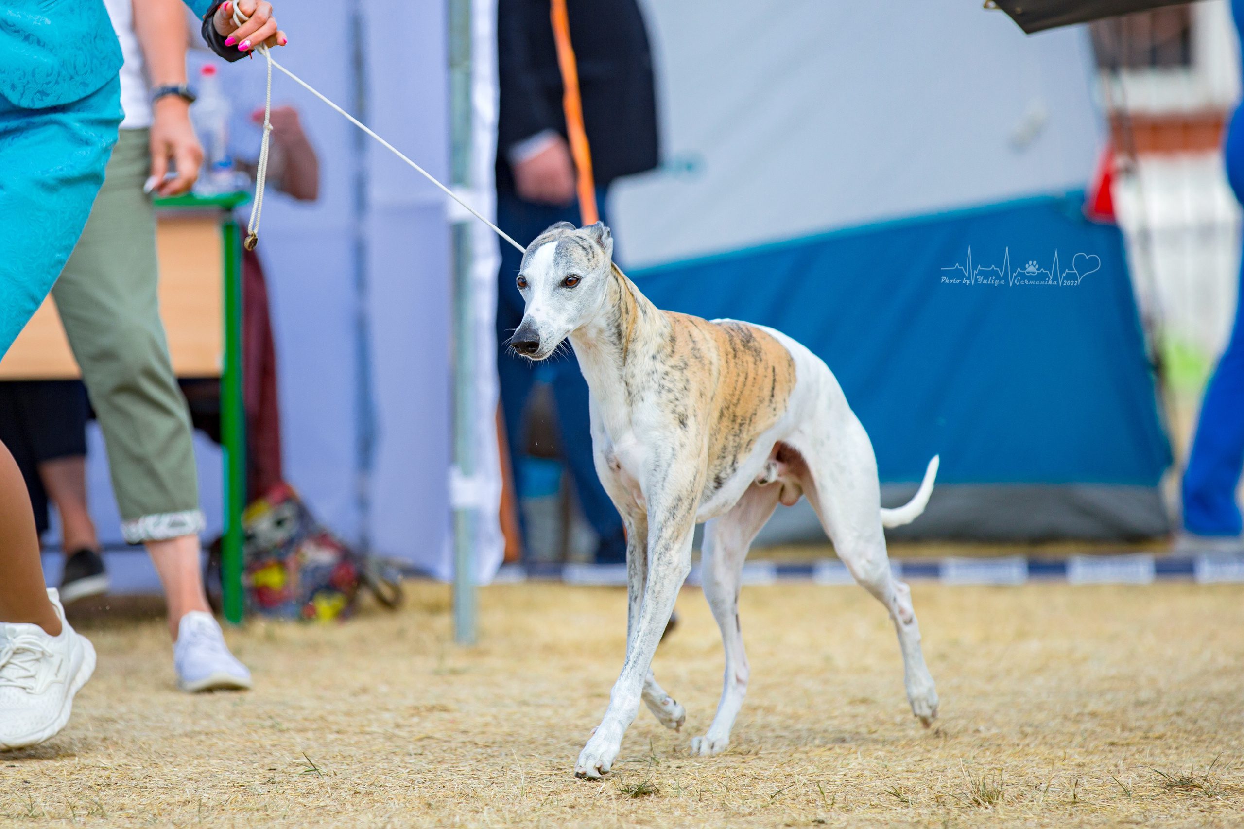 Минск 2хCACIB 3-4.09.2022. Фотограф-анималист Юлия Германика