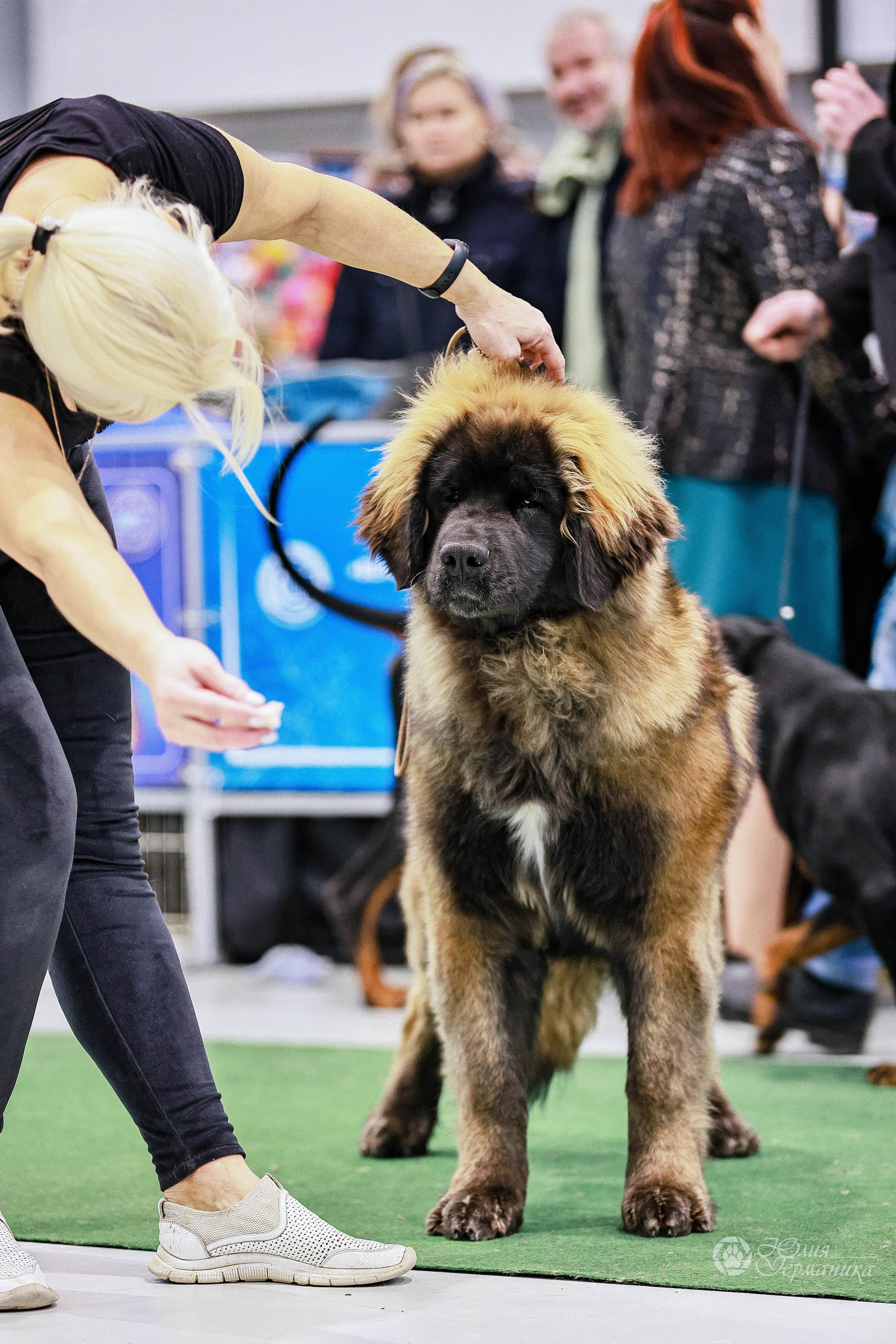 Минск 19-20.11.2022. Фотограф-анималист Юлия Германика