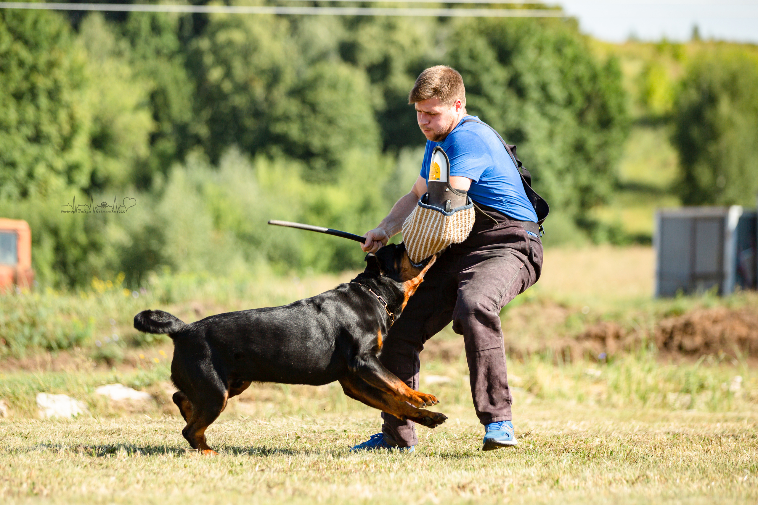 Рязань моно ротвейлеров 13.08.2022. Фотограф-анималист Юлия Германика