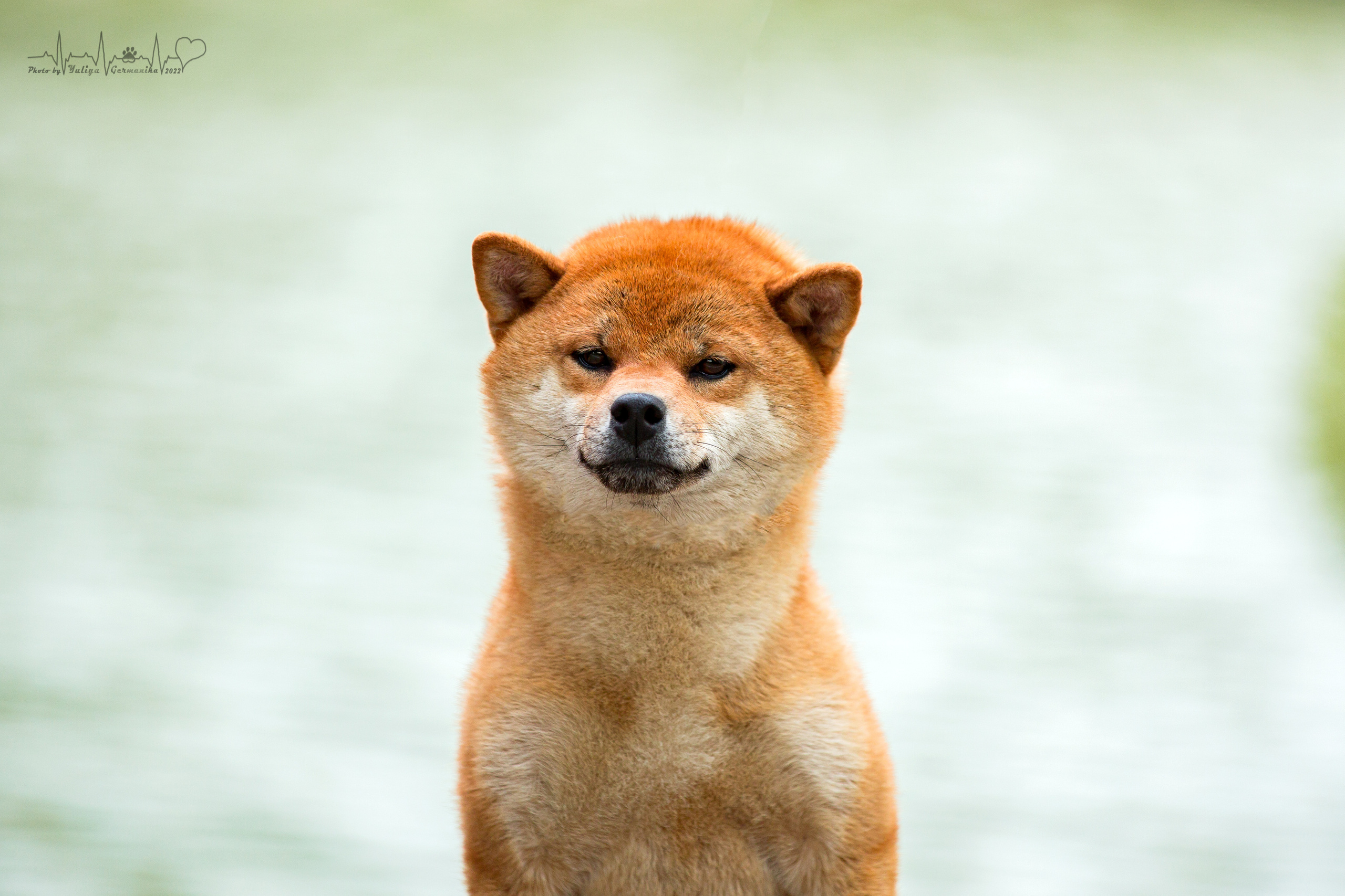 Сокольники 21.08,Сергиев Посад 27-28.08 2022. Фотограф-анималист Юлия Германика