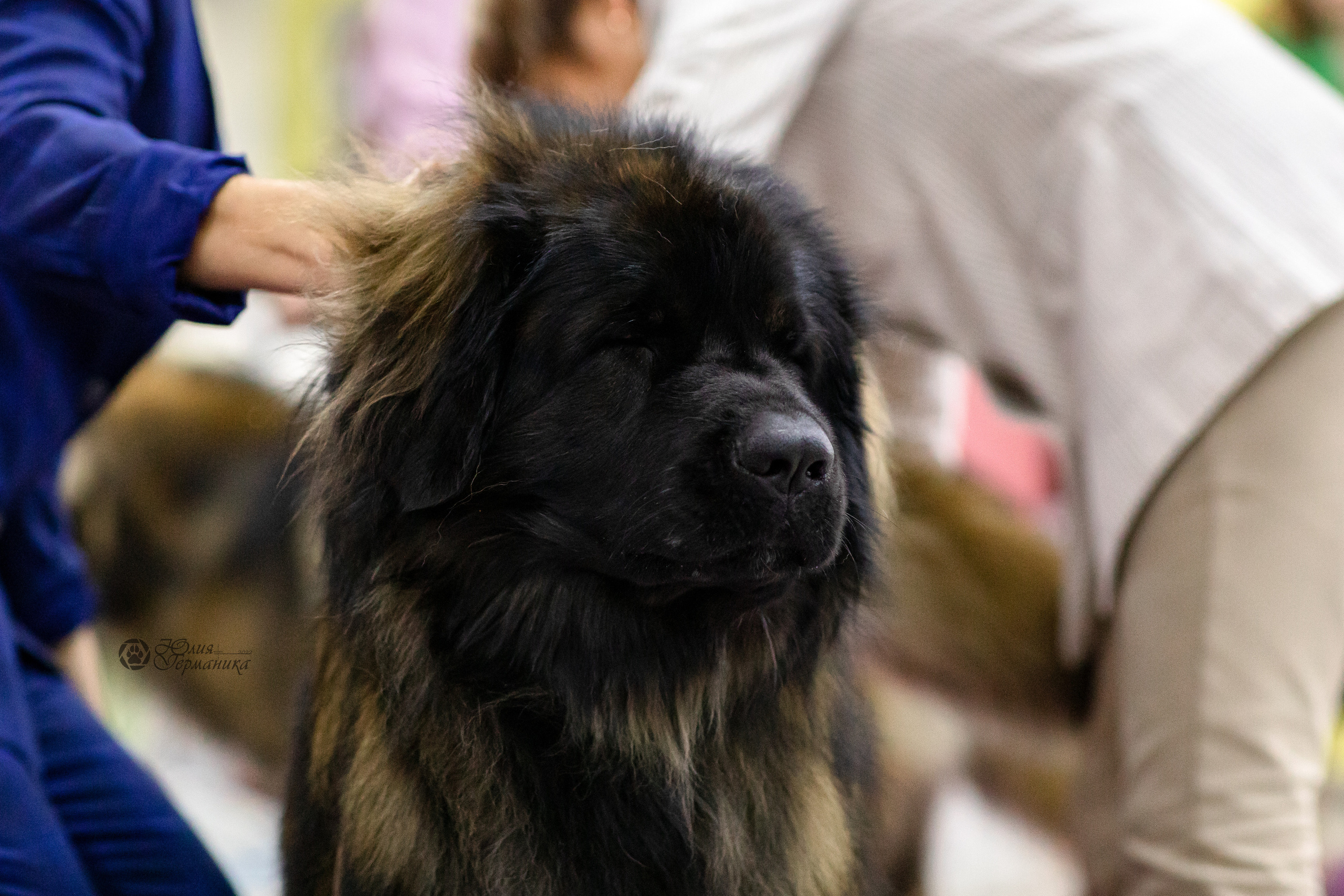 Чайна-Таун 29-30.10.2022. Фотограф-анималист Юлия Германика