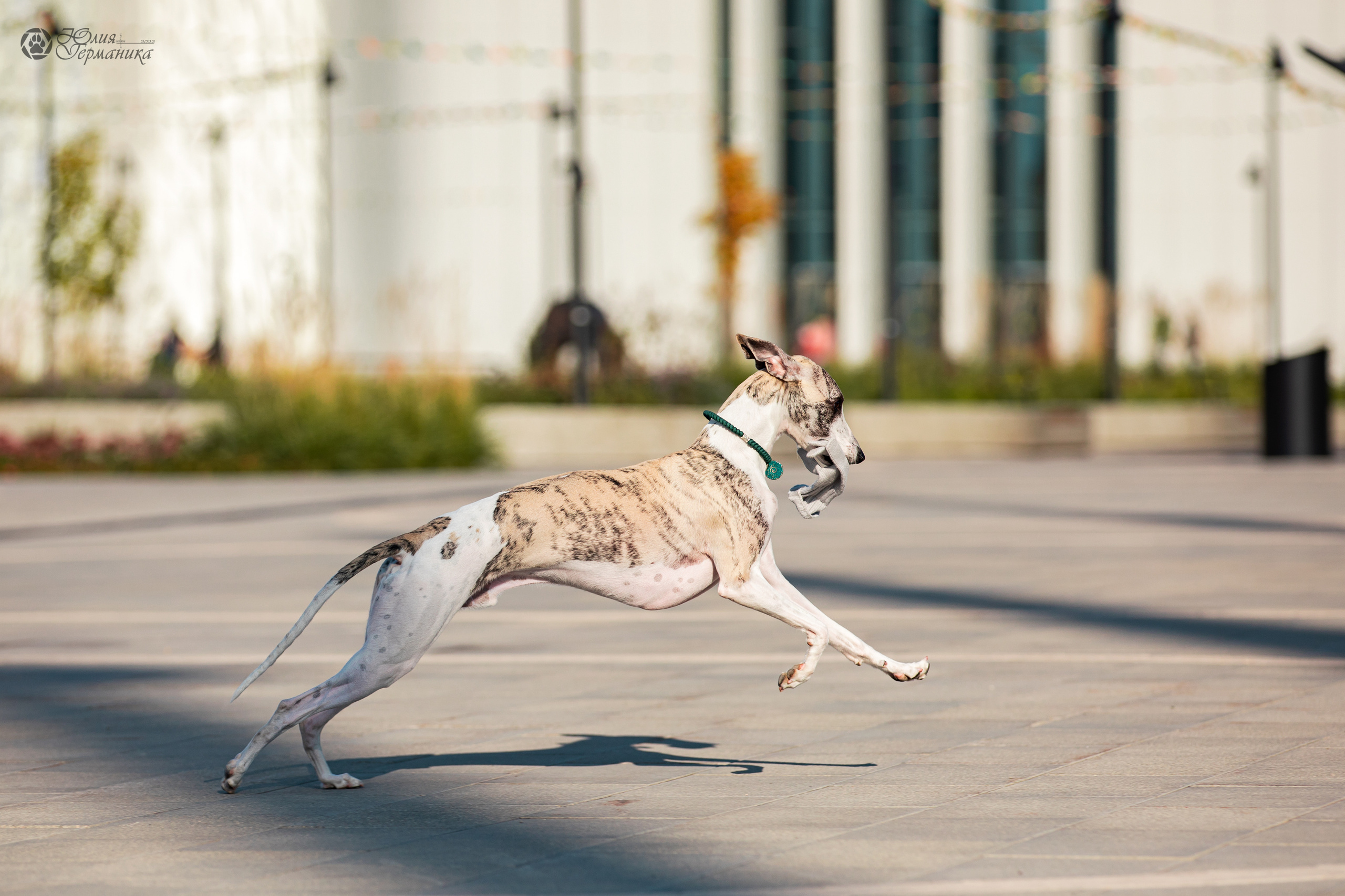 Нижний Новгород 15-16.10.2022. Фотограф-анималист Юлия Германика
