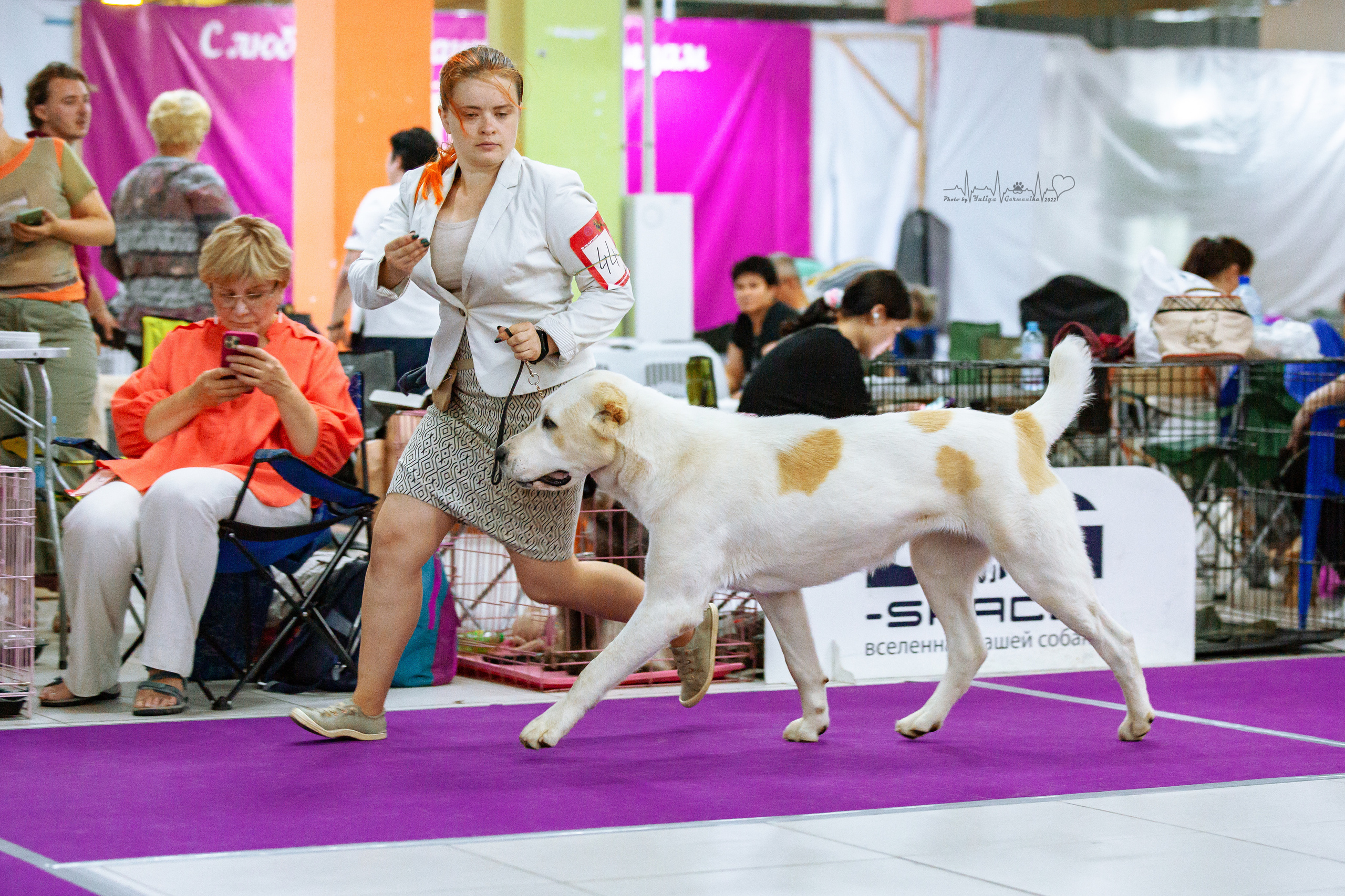 Ховрино 31.07,Чайна-Таун 6.08,Тверь 7.08. Фотограф-анималист Юлия Германика