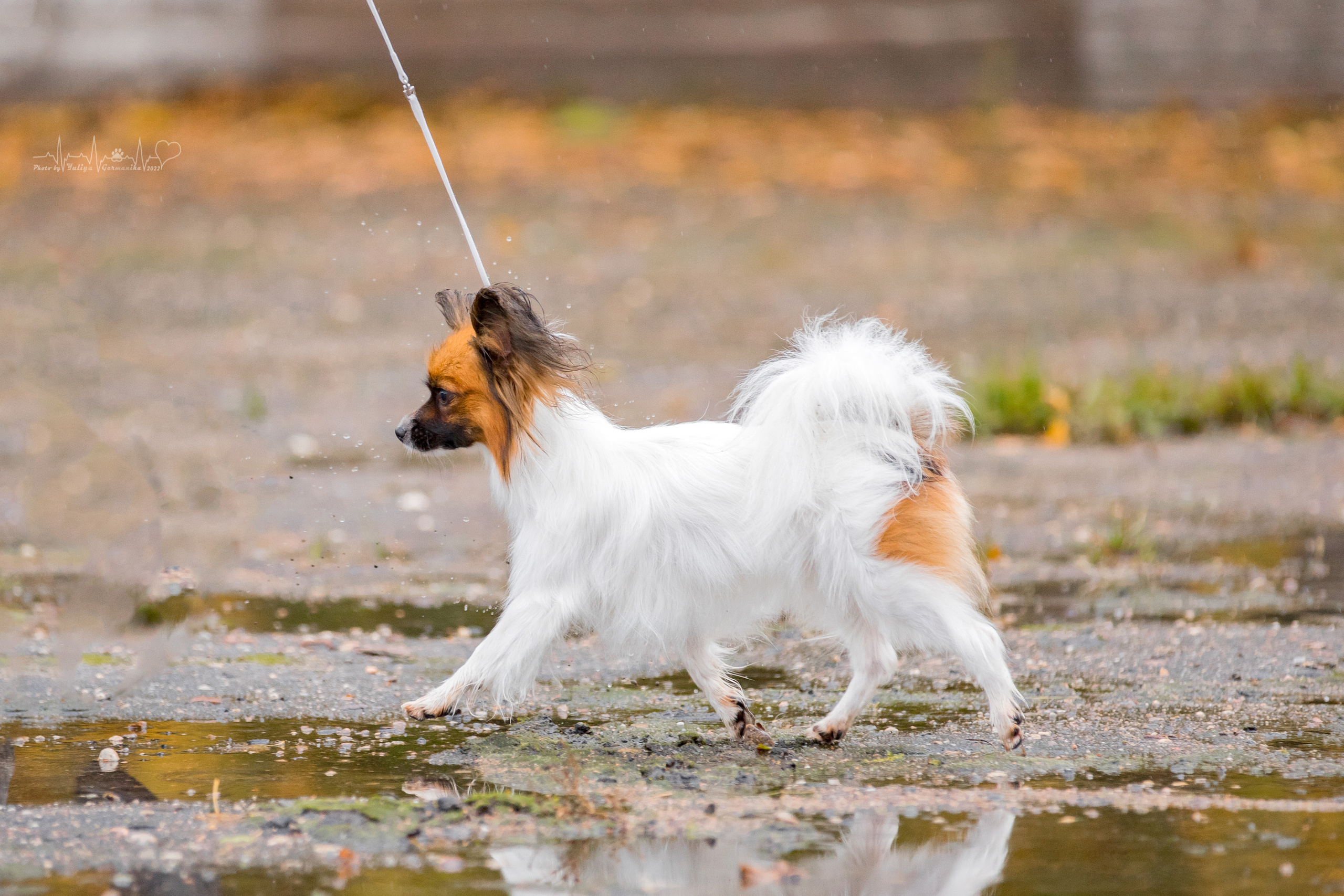 Александров 24.09.2022. Фотограф-анималист Юлия Германика
