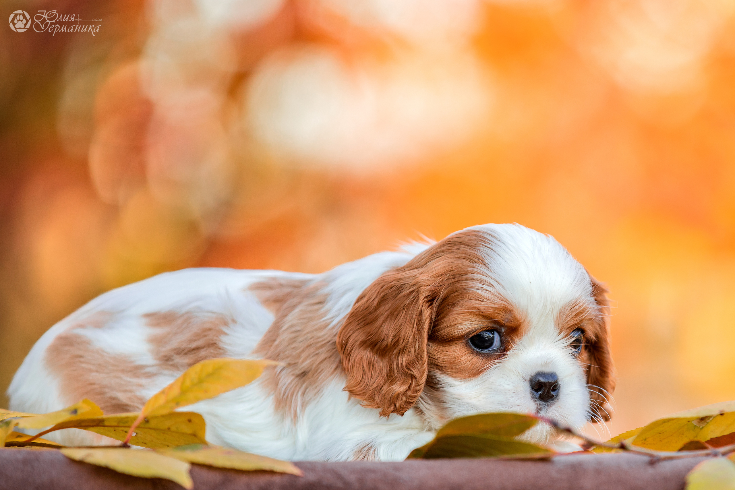 Съёмки щенков и котят. Фотограф-анималист Юлия Германика
