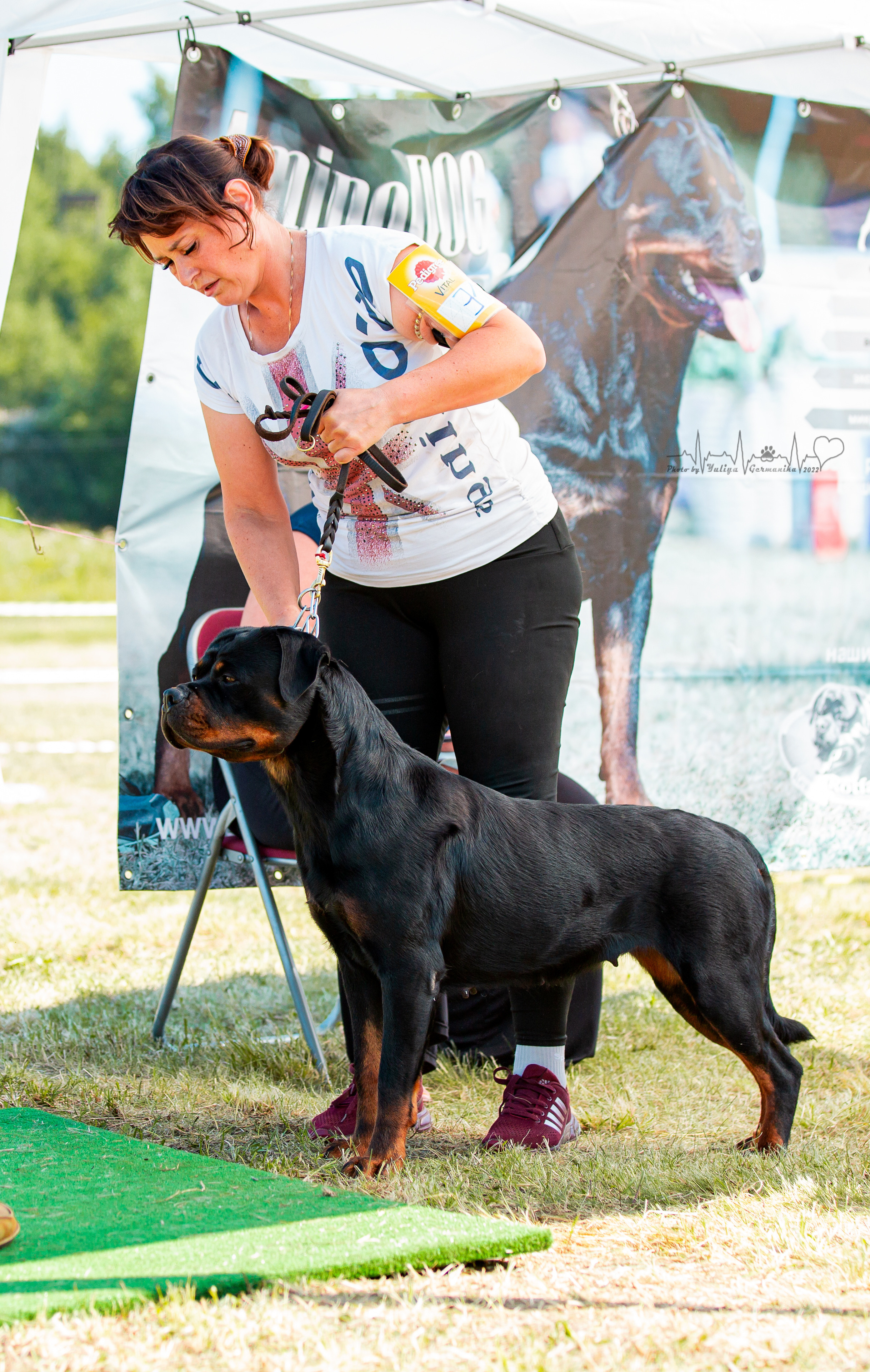 Рязань моно ротвейлеров 13.08.2022. Фотограф-анималист Юлия Германика