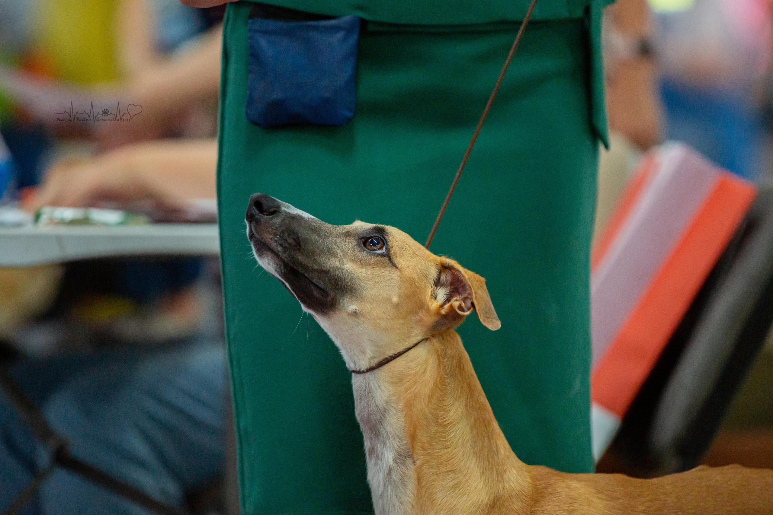 Ховрино 31.07,Чайна-Таун 6.08,Тверь 7.08. Фотограф-анималист Юлия Германика