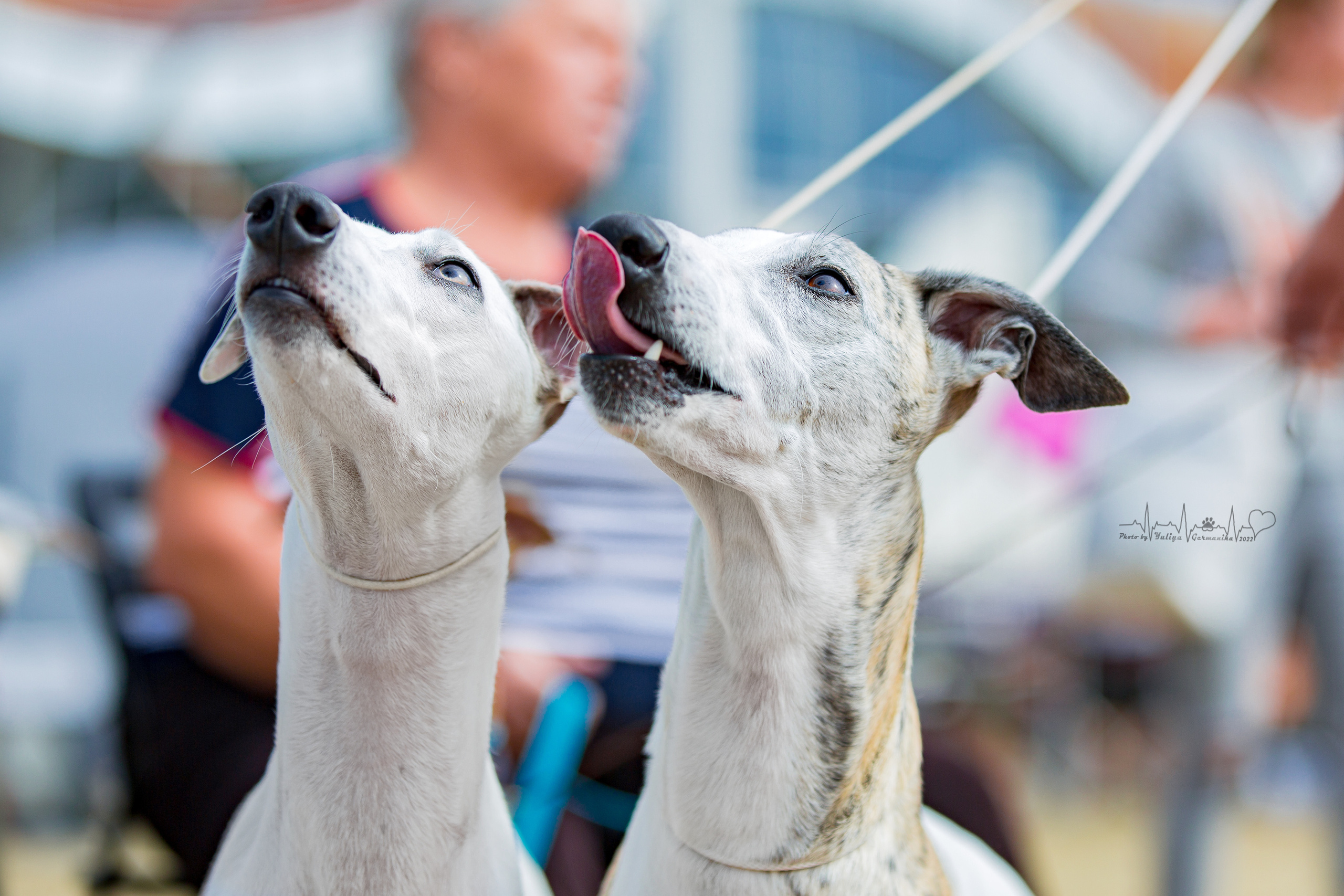 Минск 2хCACIB 3-4.09.2022. Фотограф-анималист Юлия Германика