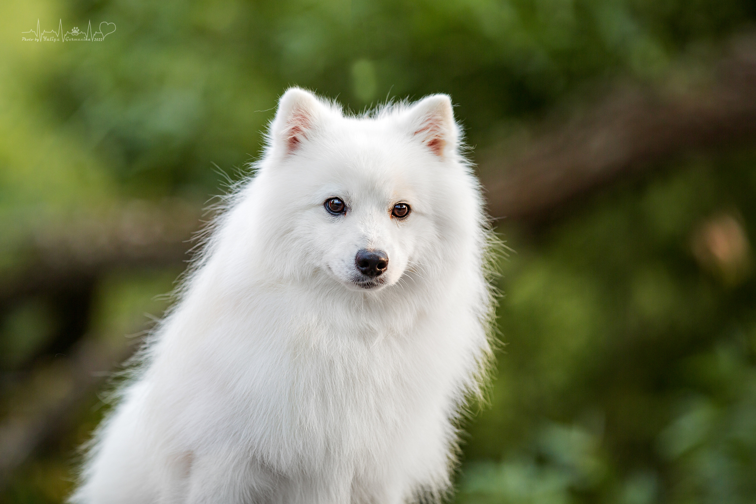 Сокольники 21.08,Сергиев Посад 27-28.08 2022. Фотограф-анималист Юлия Германика