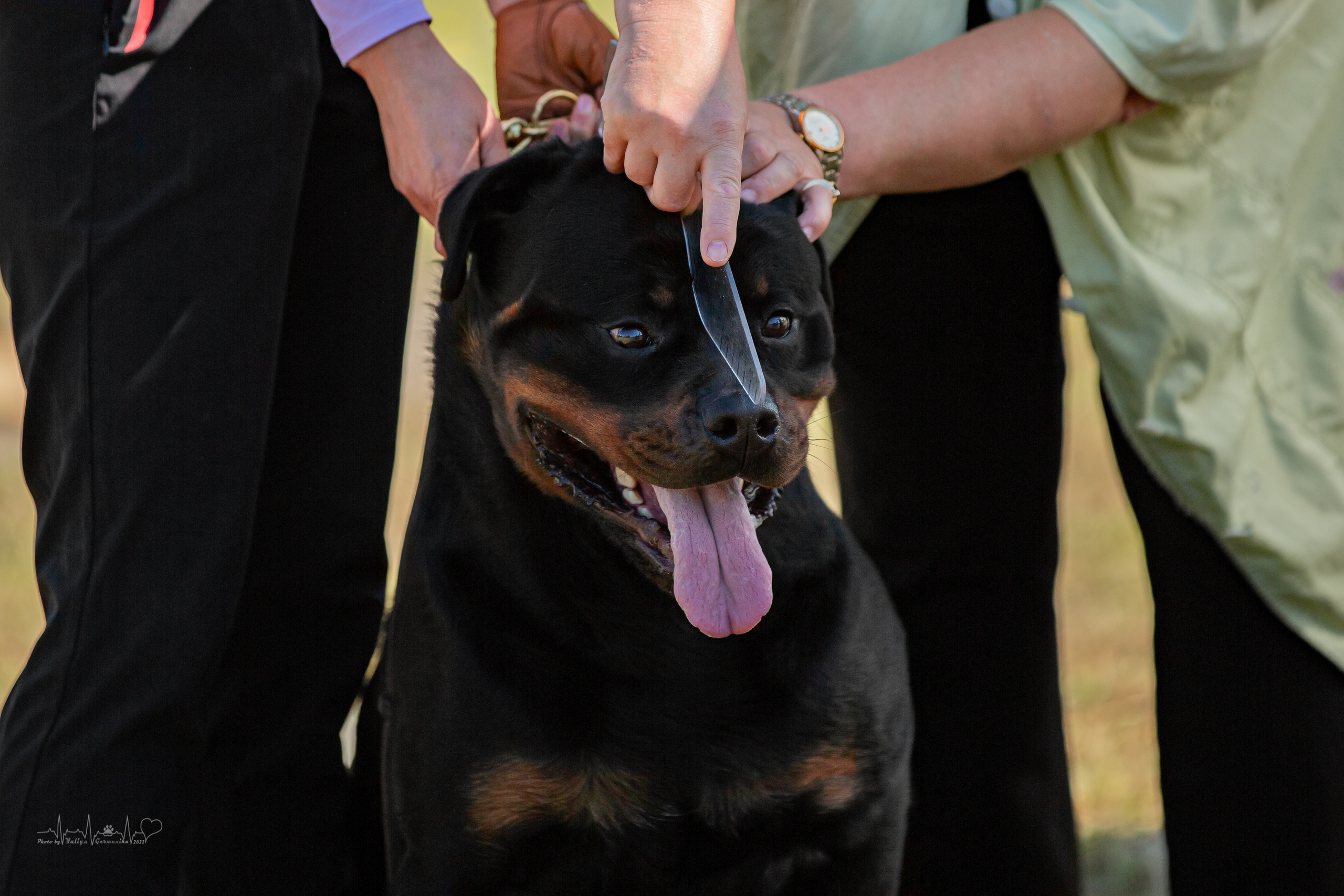 Рязань моно ротвейлеров 13.08.2022. Фотограф-анималист Юлия Германика