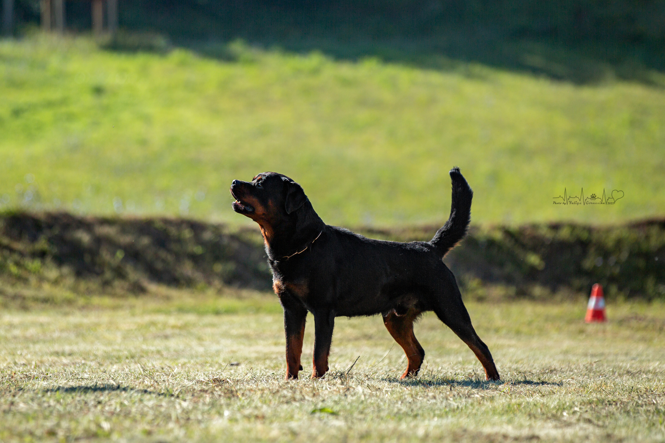 Рязань моно ротвейлеров 13.08.2022. Фотограф-анималист Юлия Германика