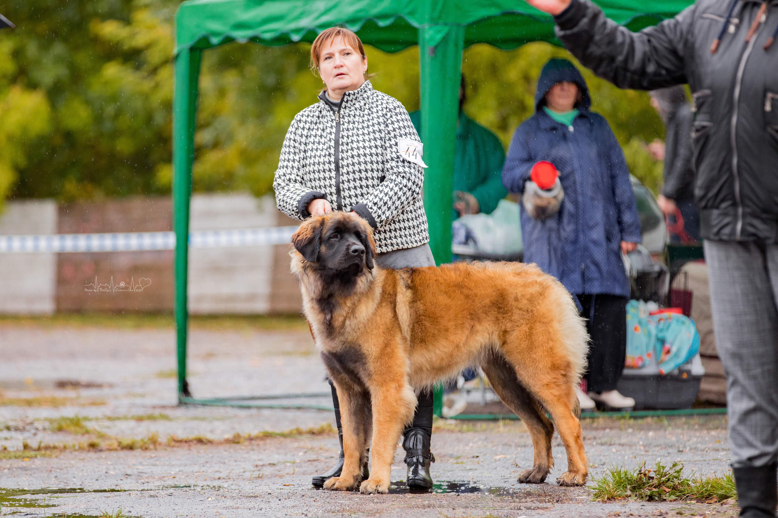 Александров 24.09.2022. Фотограф-анималист Юлия Германика