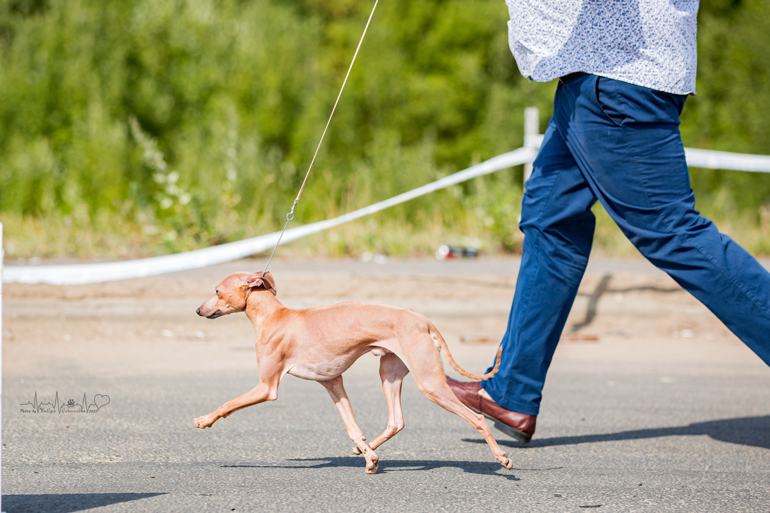 Сокольники 21.08,Сергиев Посад 27-28.08 2022. Фотограф-анималист Юлия Германика