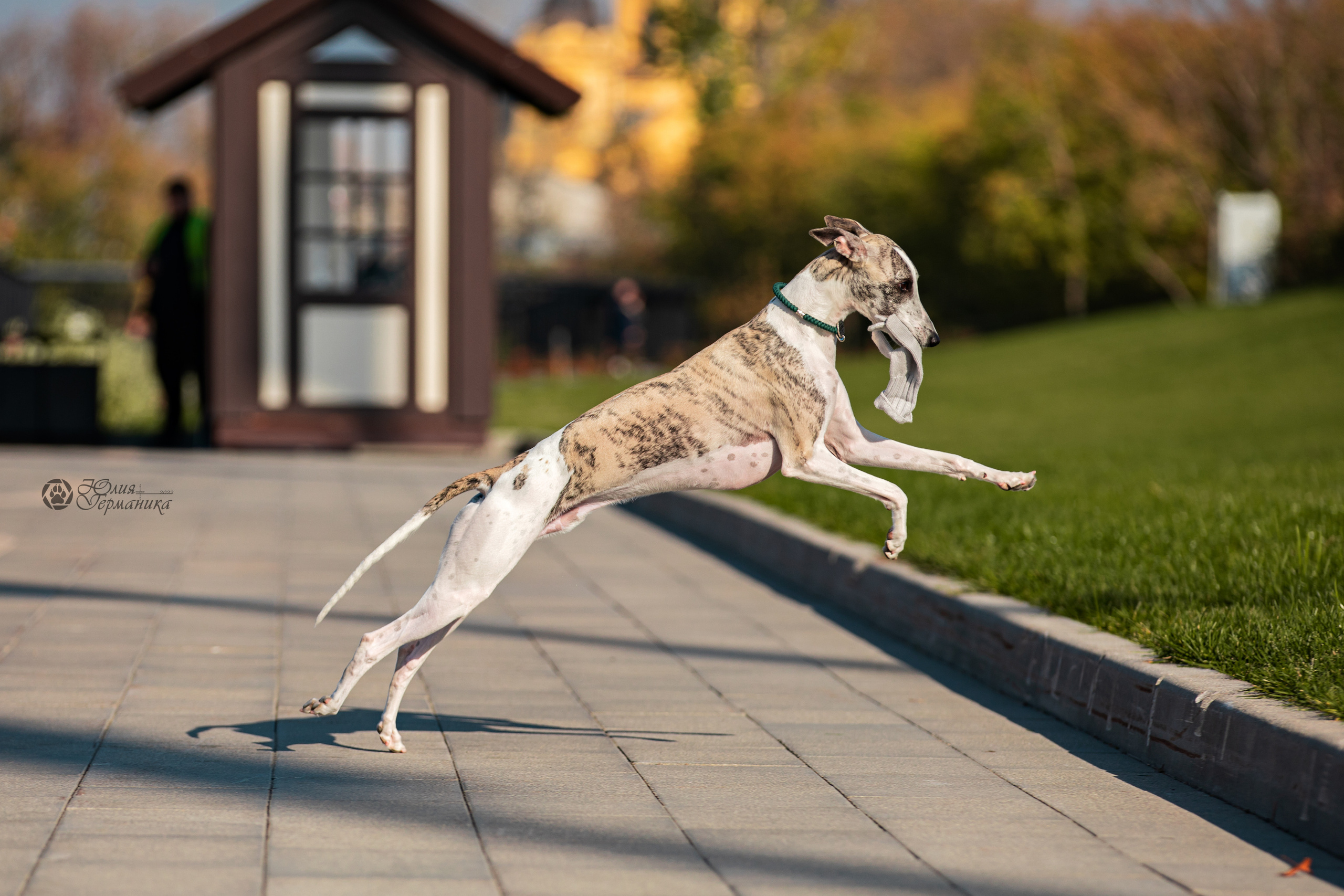 Нижний Новгород 15-16.10.2022. Фотограф-анималист Юлия Германика