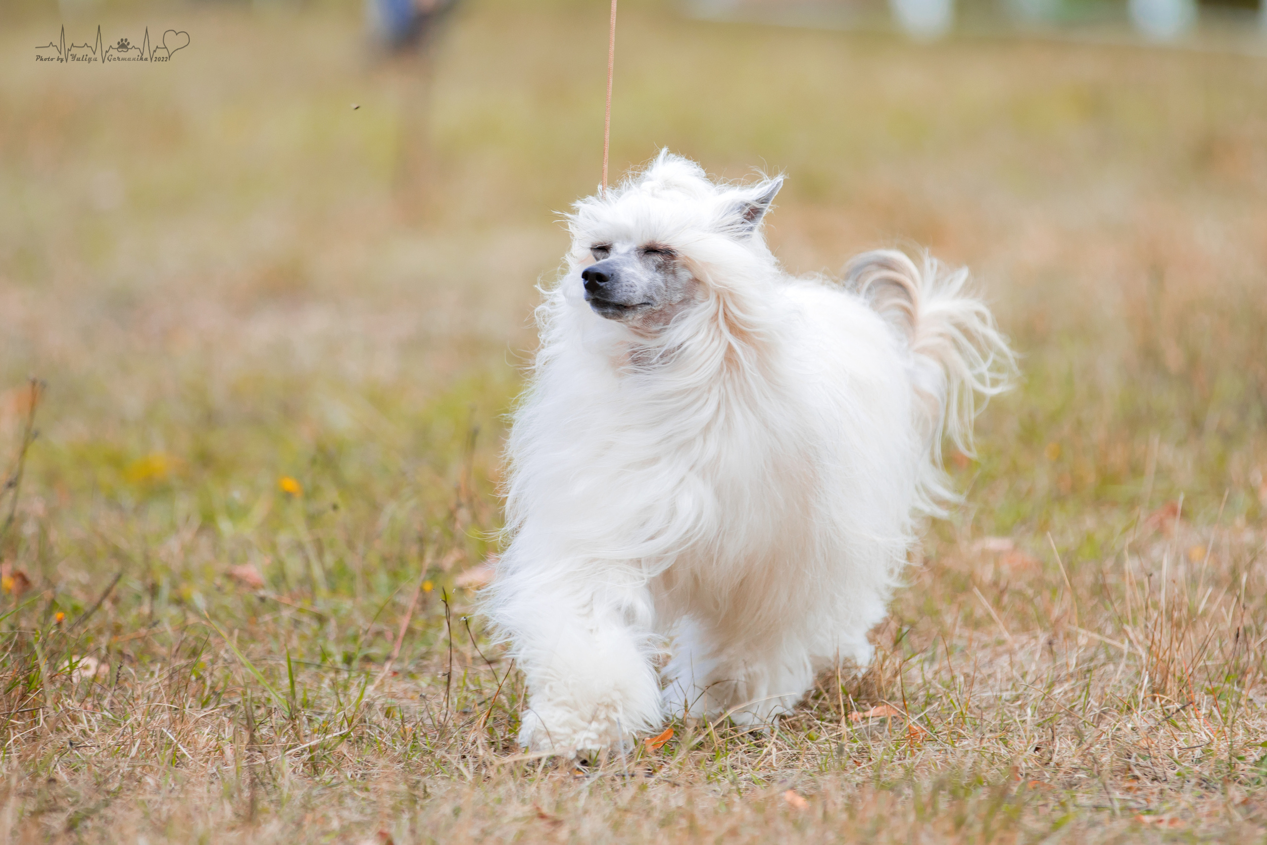 Пушкино ЧРКФ 17.09.2022. Фотограф-анималист Юлия Германика