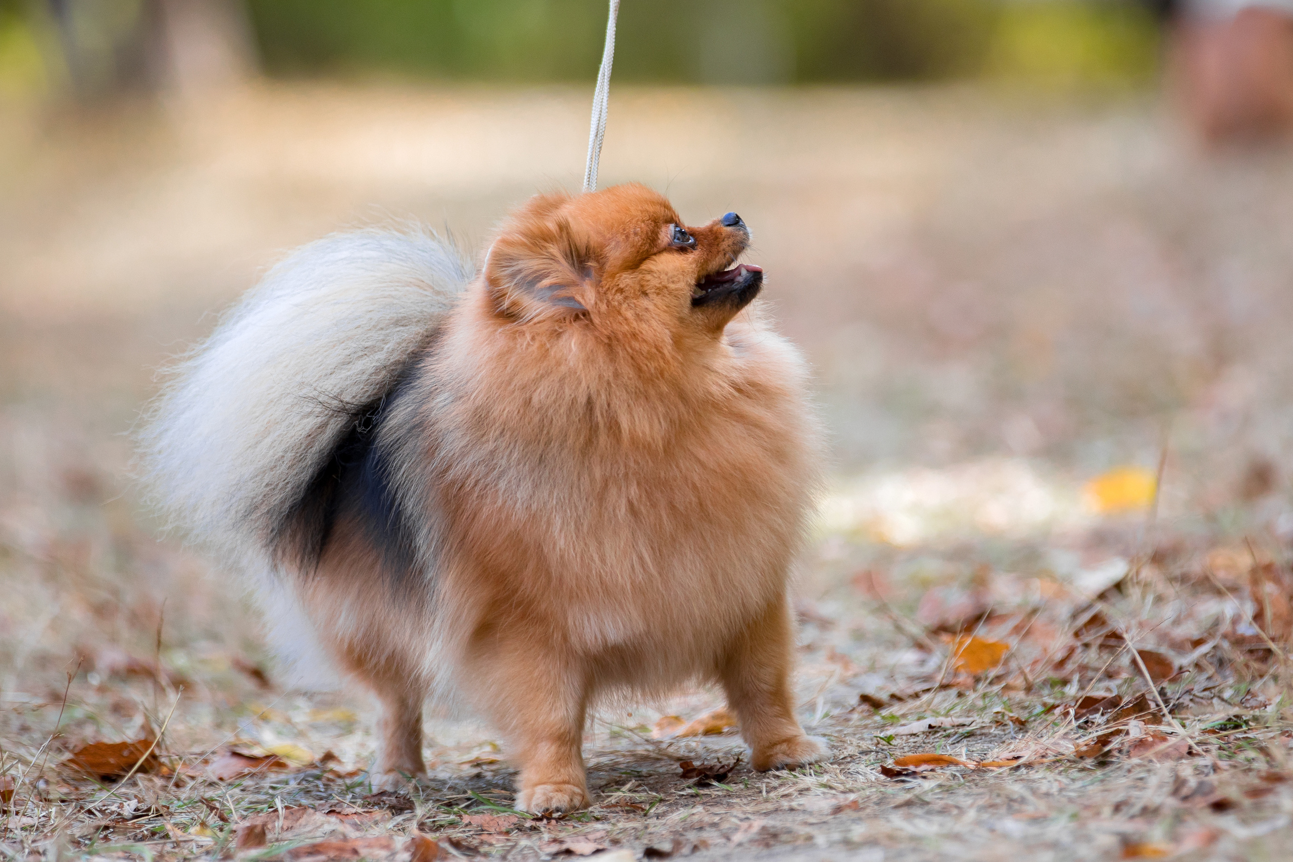 Пушкино ЧРКФ 17.09.2022. Фотограф-анималист Юлия Германика