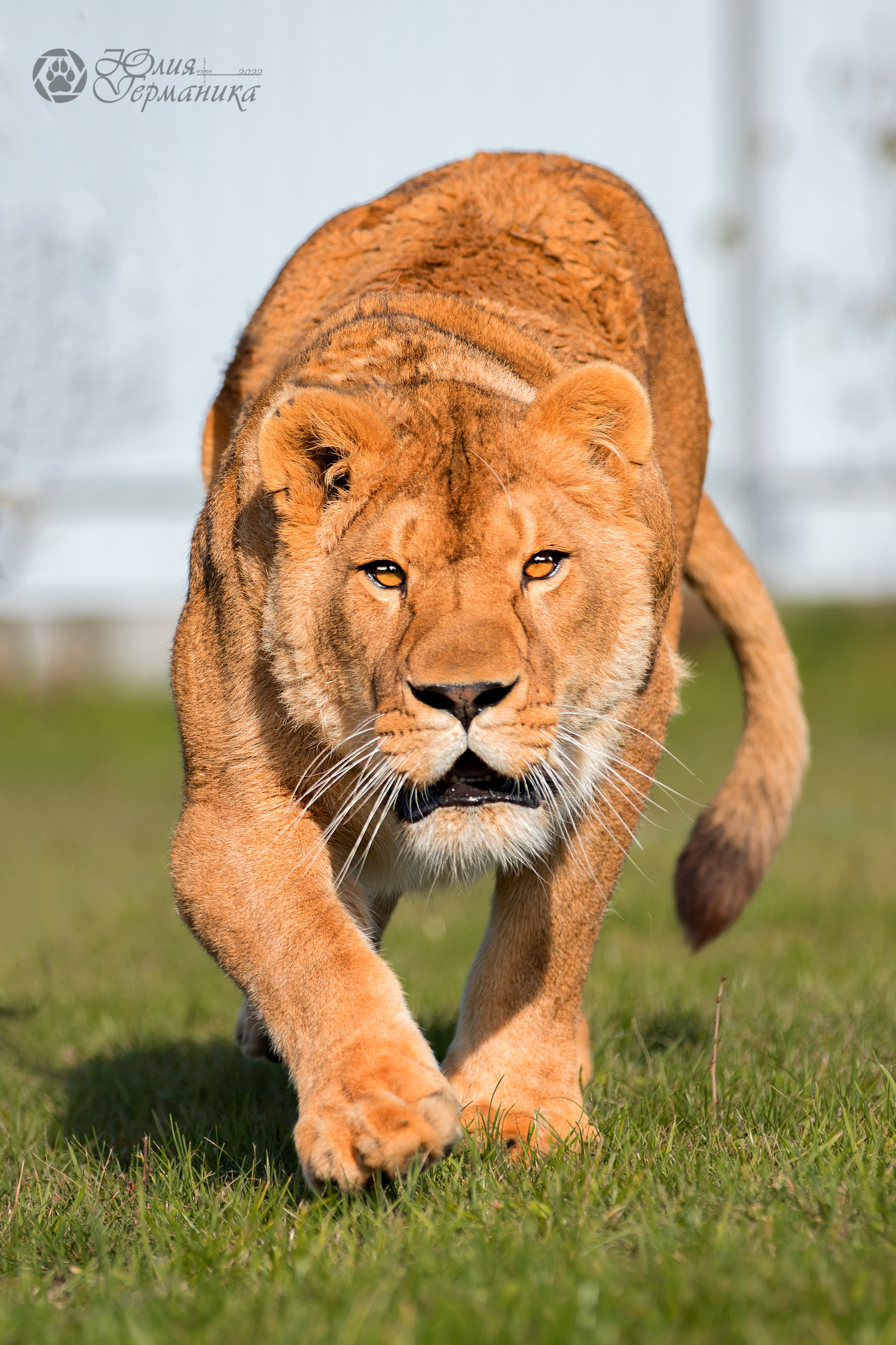 Герда(львица). Фотограф-анималист Юлия Германика