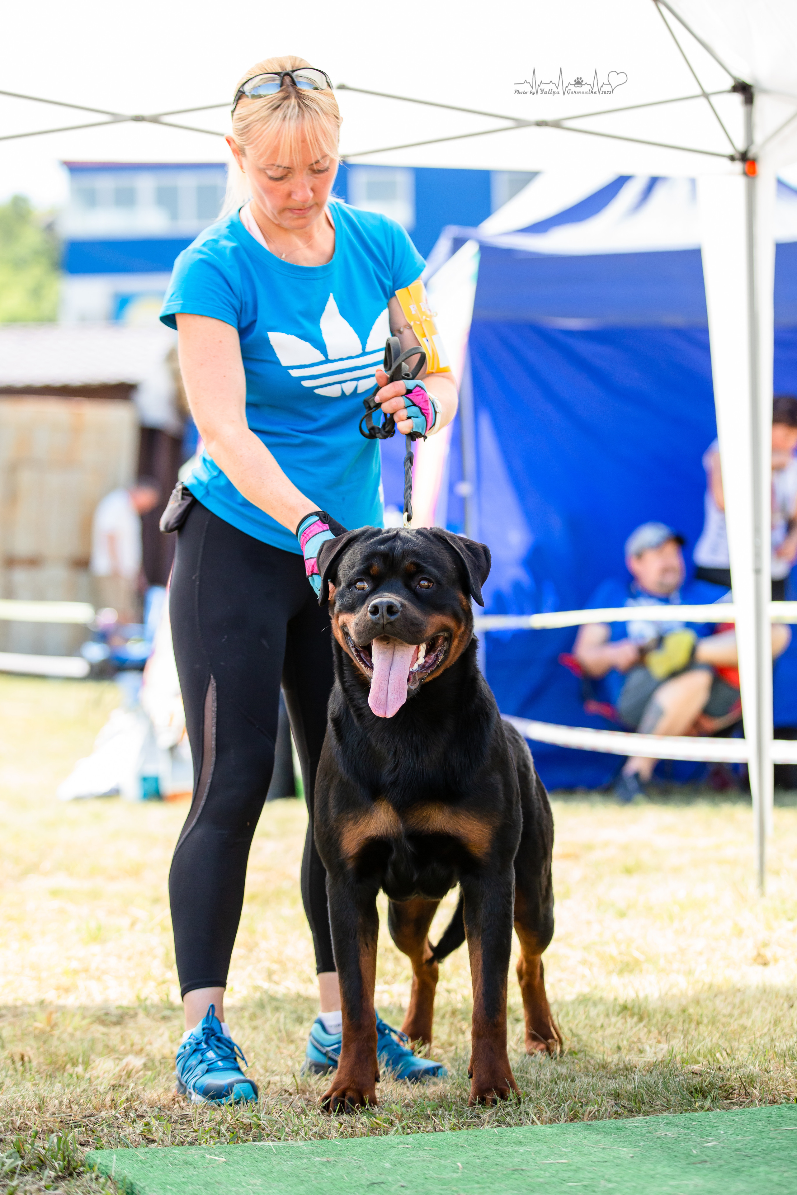 Рязань моно ротвейлеров 13.08.2022. Фотограф-анималист Юлия Германика