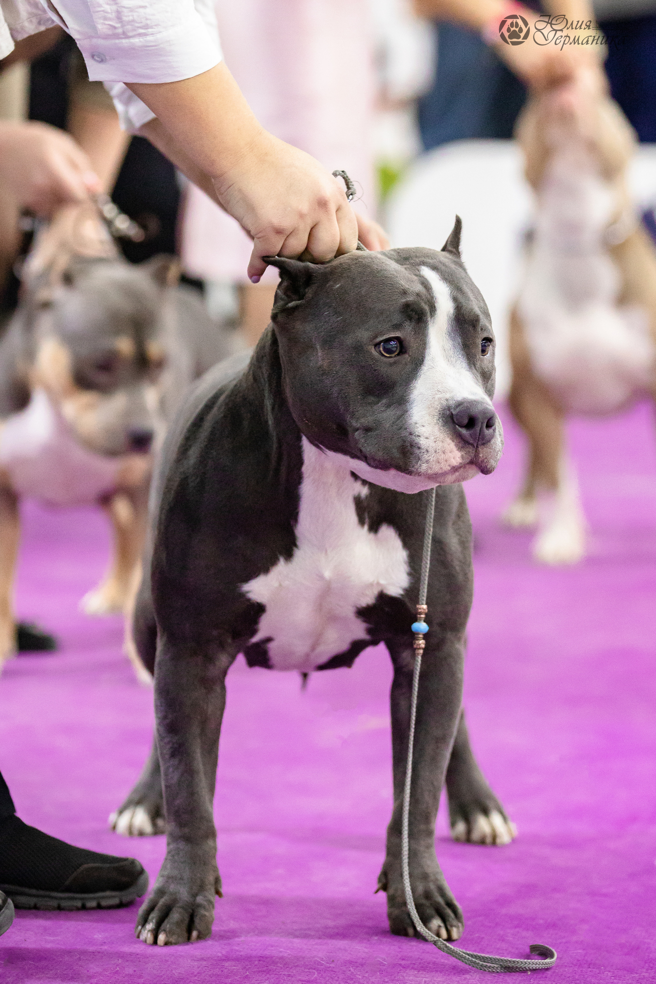 Чайна-Таун 29-30.10.2022. Фотограф-анималист Юлия Германика