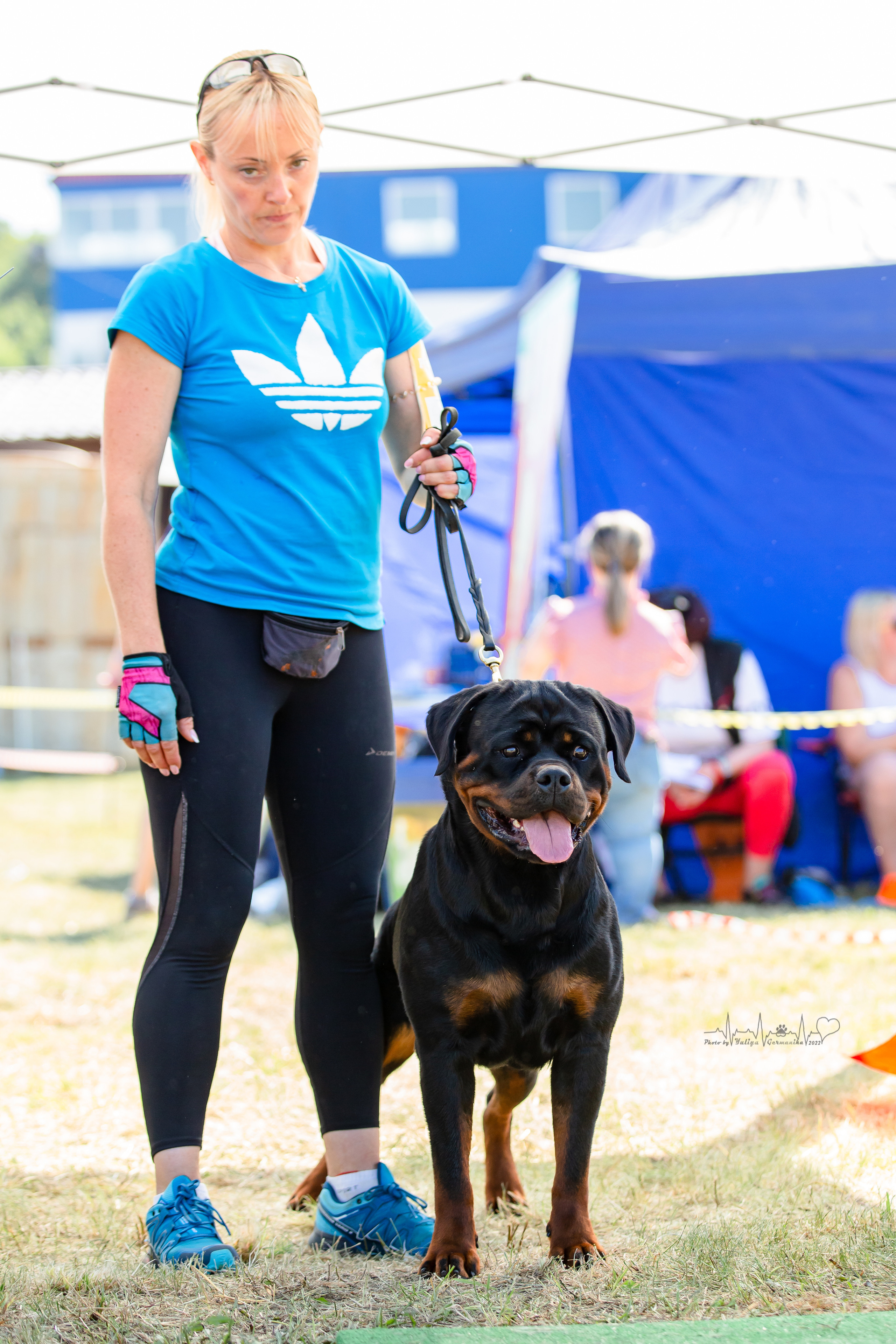 Рязань моно ротвейлеров 13.08.2022. Фотограф-анималист Юлия Германика