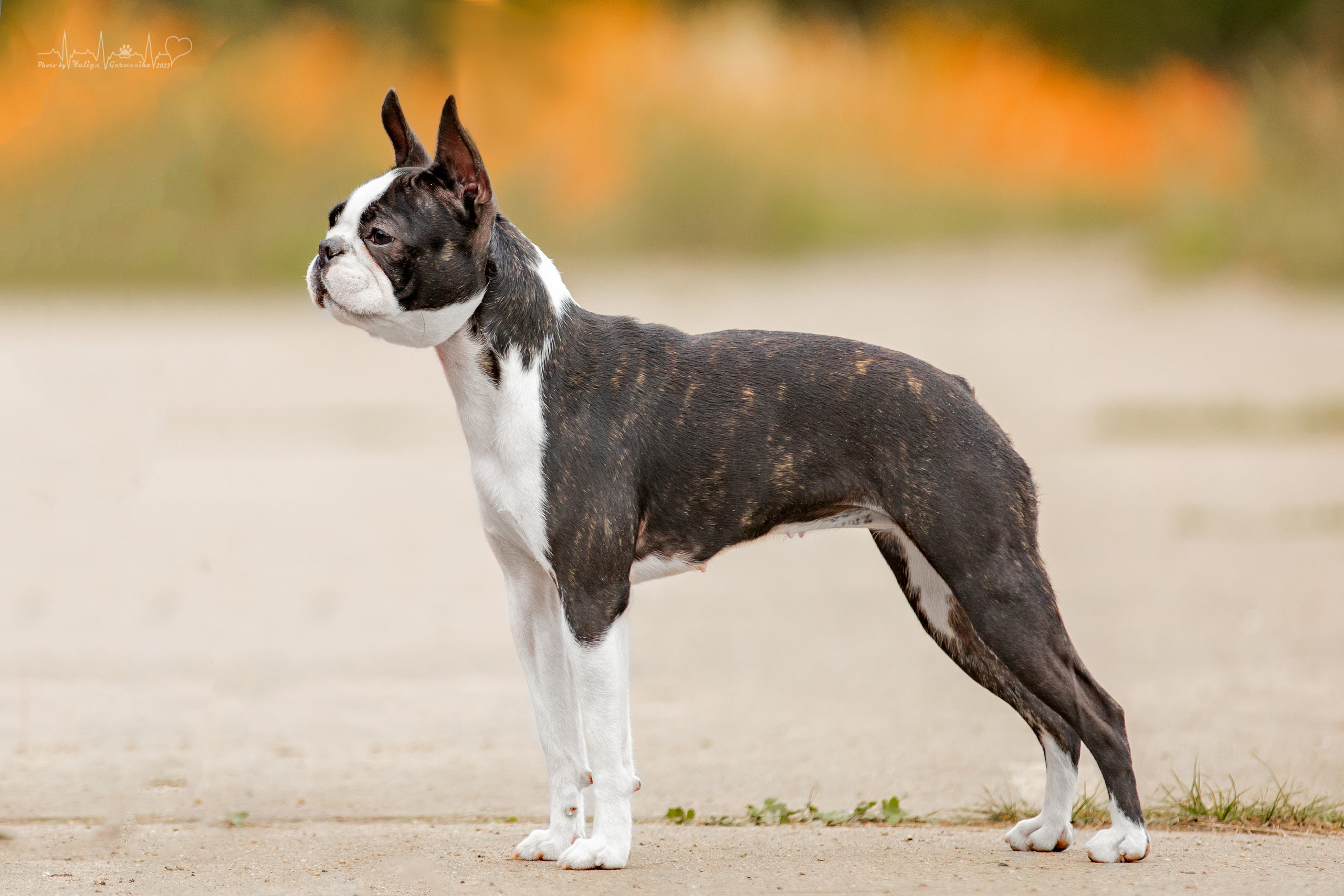 Тверь ЧРКФ 18.09.2022. Фотограф-анималист Юлия Германика