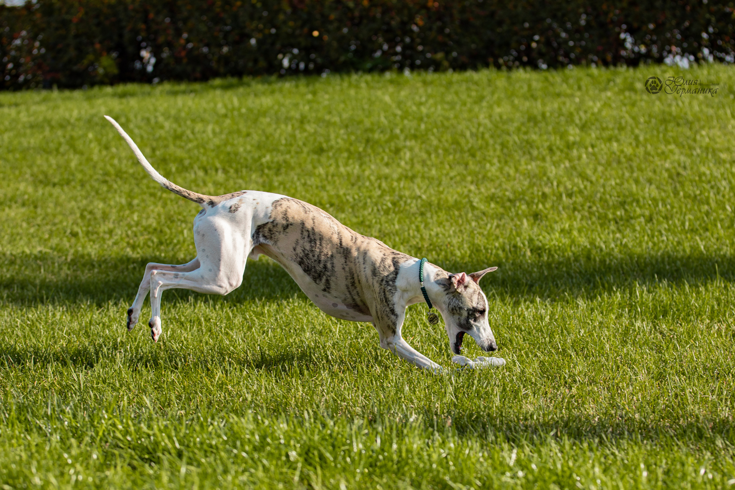 Нижний Новгород 15-16.10.2022. Фотограф-анималист Юлия Германика