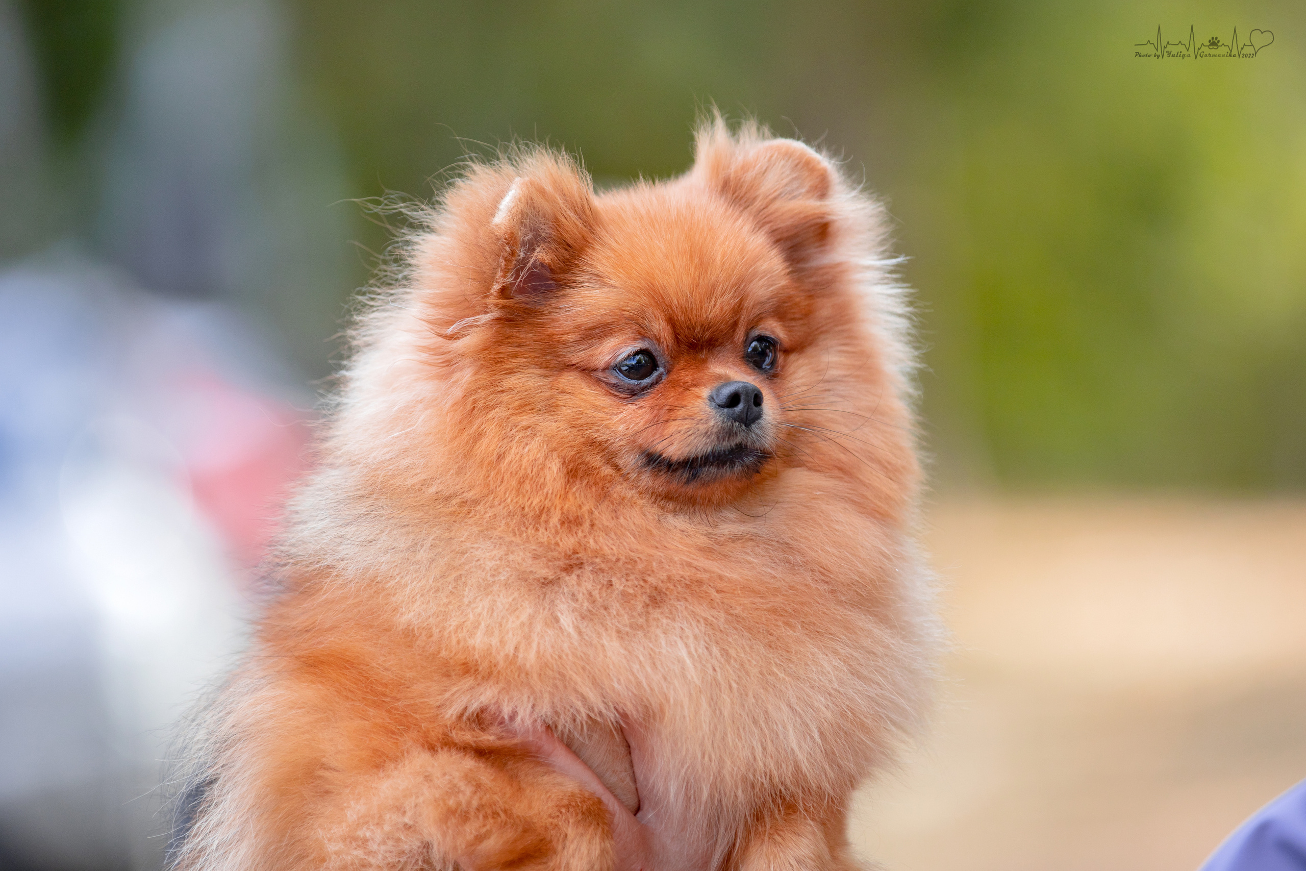 Пушкино ЧРКФ 17.09.2022. Фотограф-анималист Юлия Германика