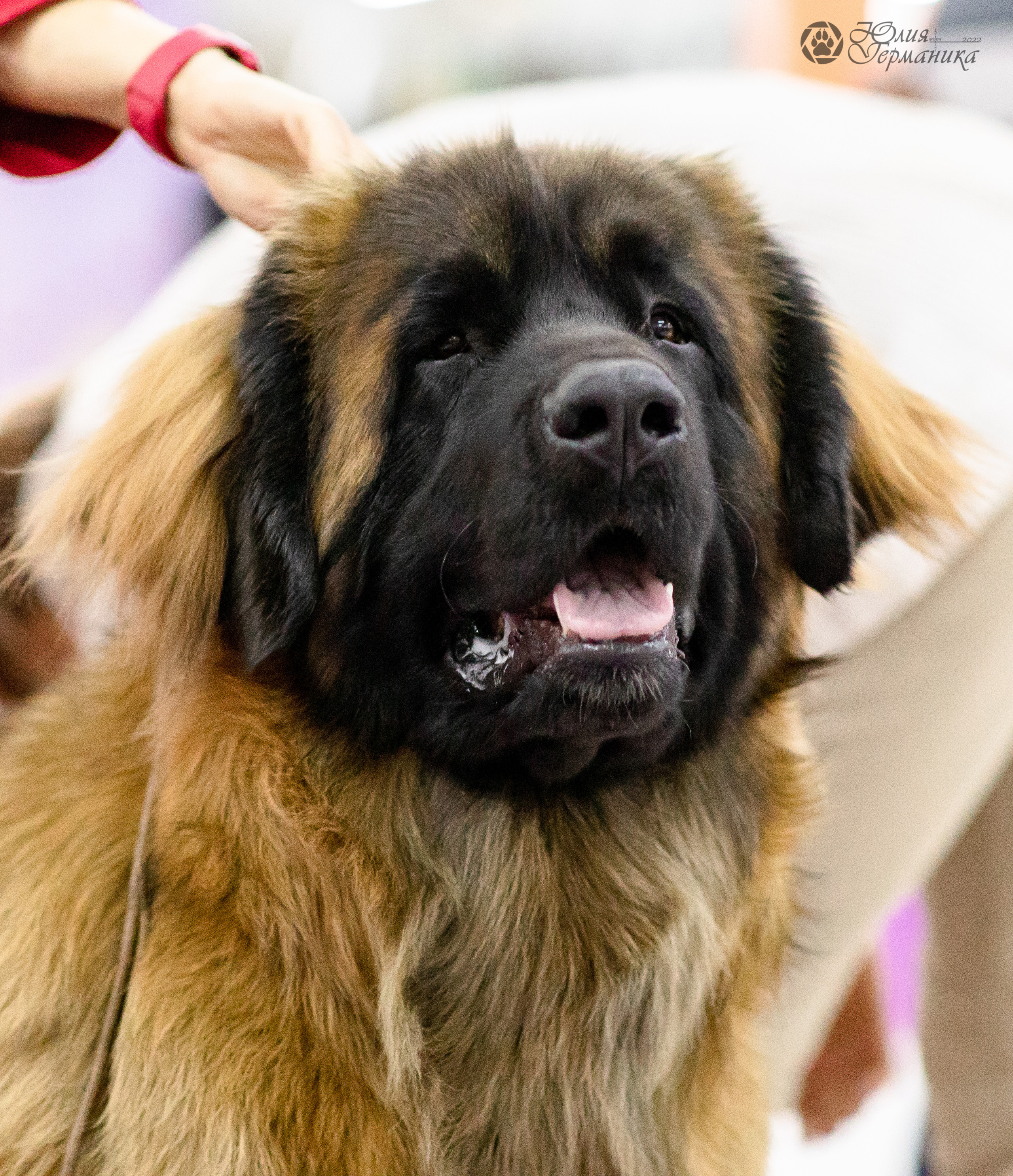 Чайна-Таун 29-30.10.2022