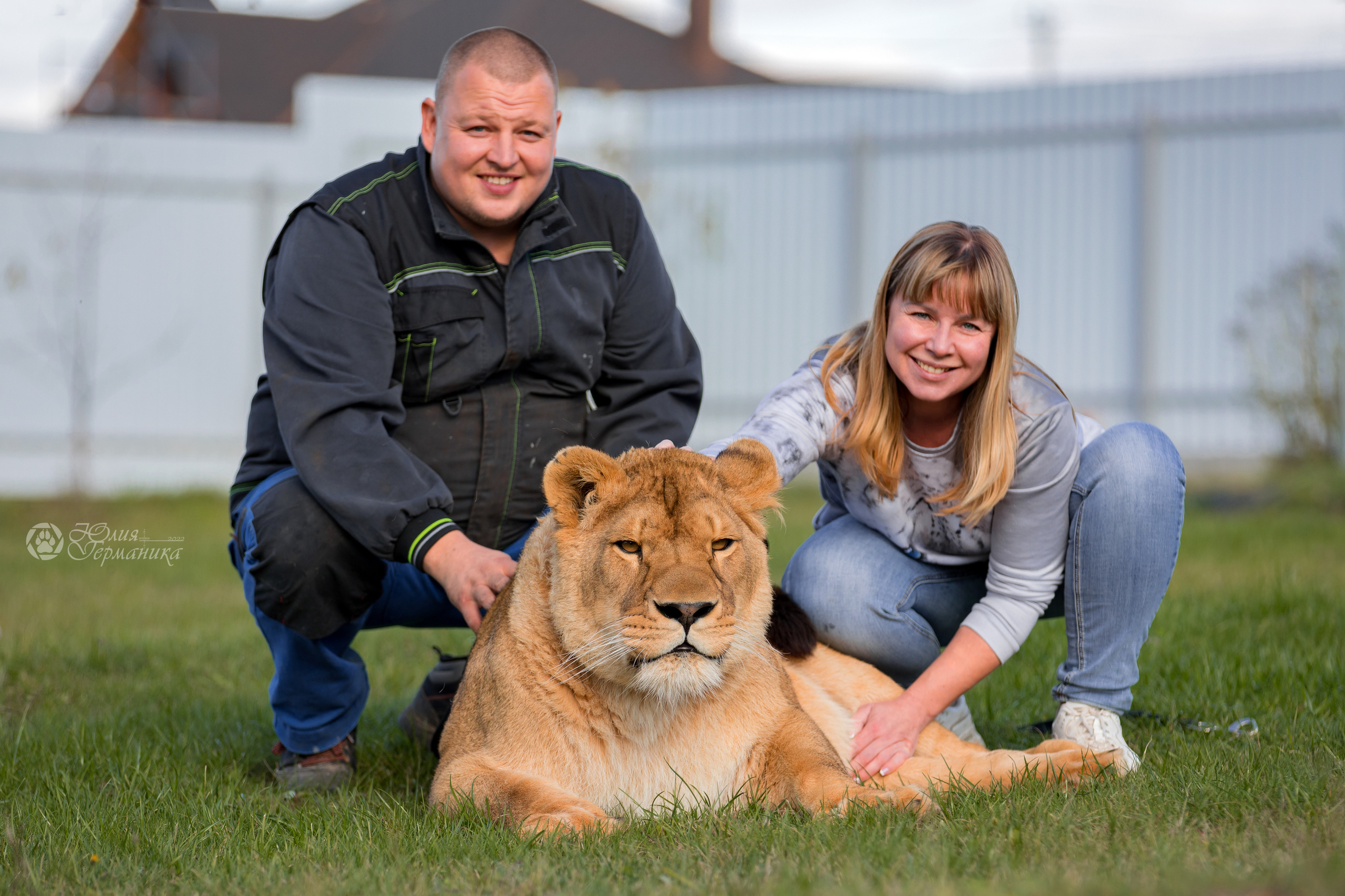 Герда(львица). Фотограф-анималист Юлия Германика