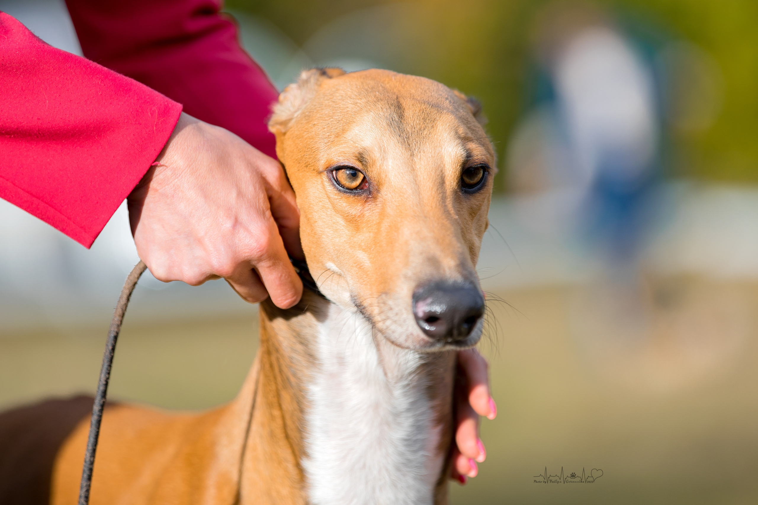 Пушкино ЧРКФ 17.09.2022. Фотограф-анималист Юлия Германика