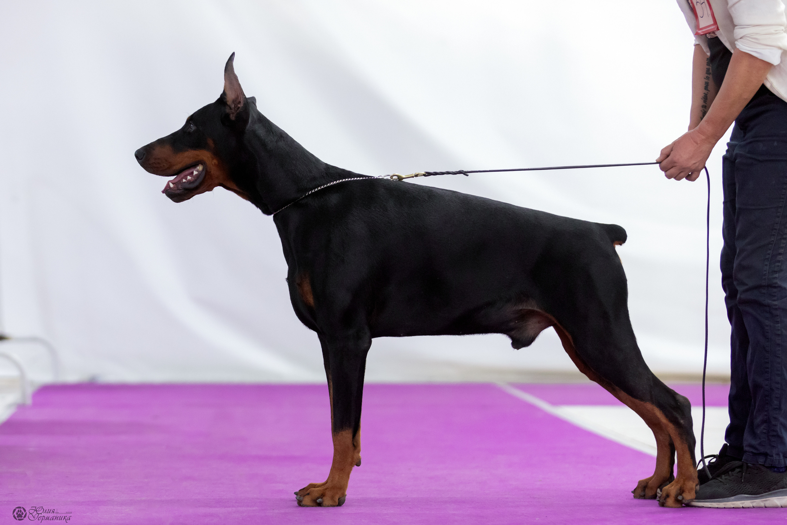 Чайна-Таун 3 и 12.11.2022. Фотограф-анималист Юлия Германика