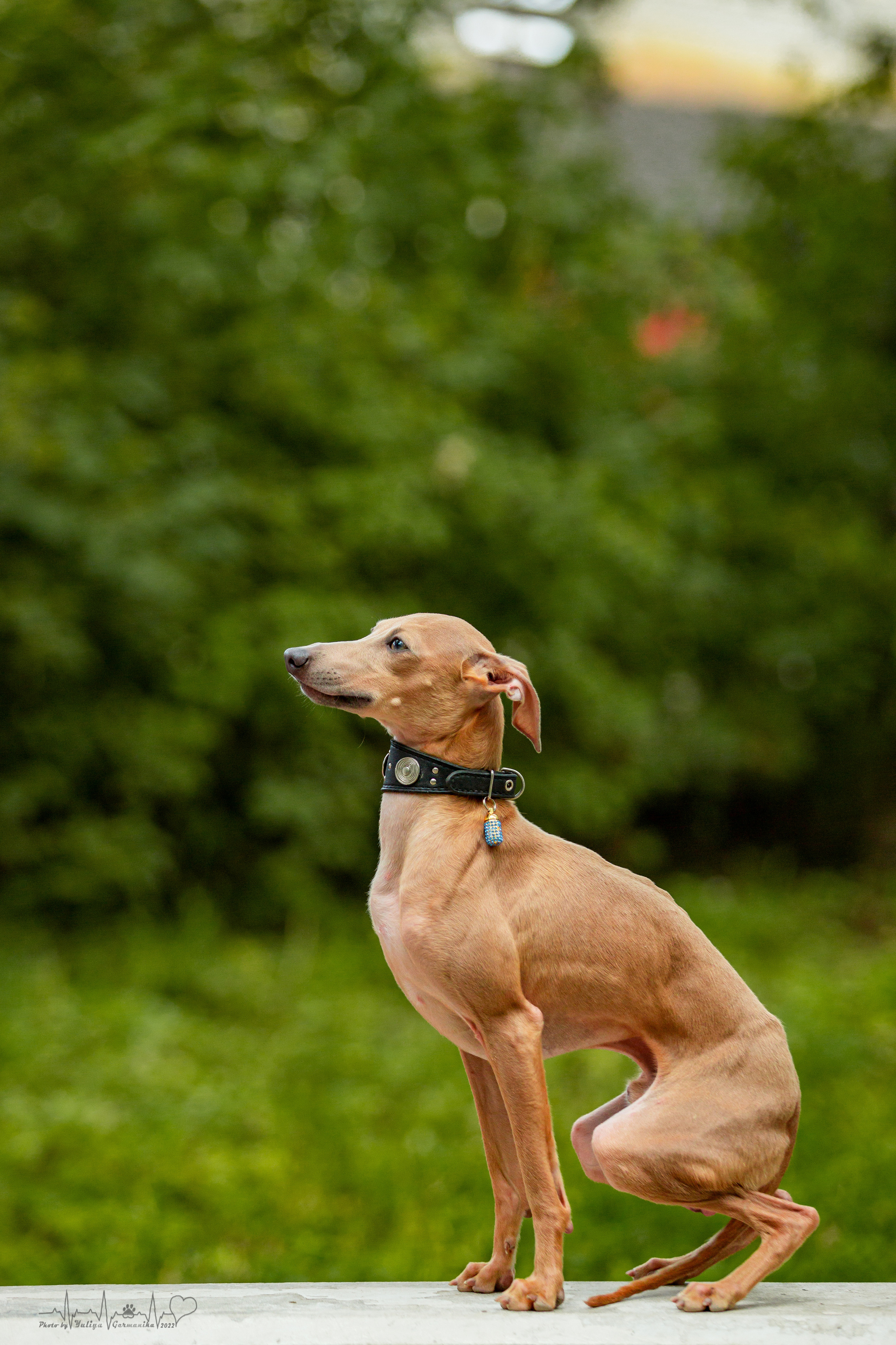 Ховрино фестиваль монопородок 14.08.2022. Фотограф-анималист Юлия Германика