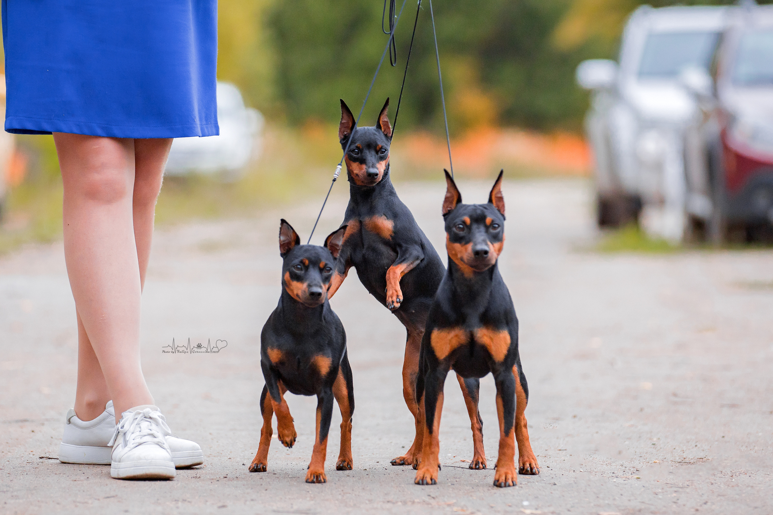 Тверь ЧРКФ 18.09.2022. Фотограф-анималист Юлия Германика