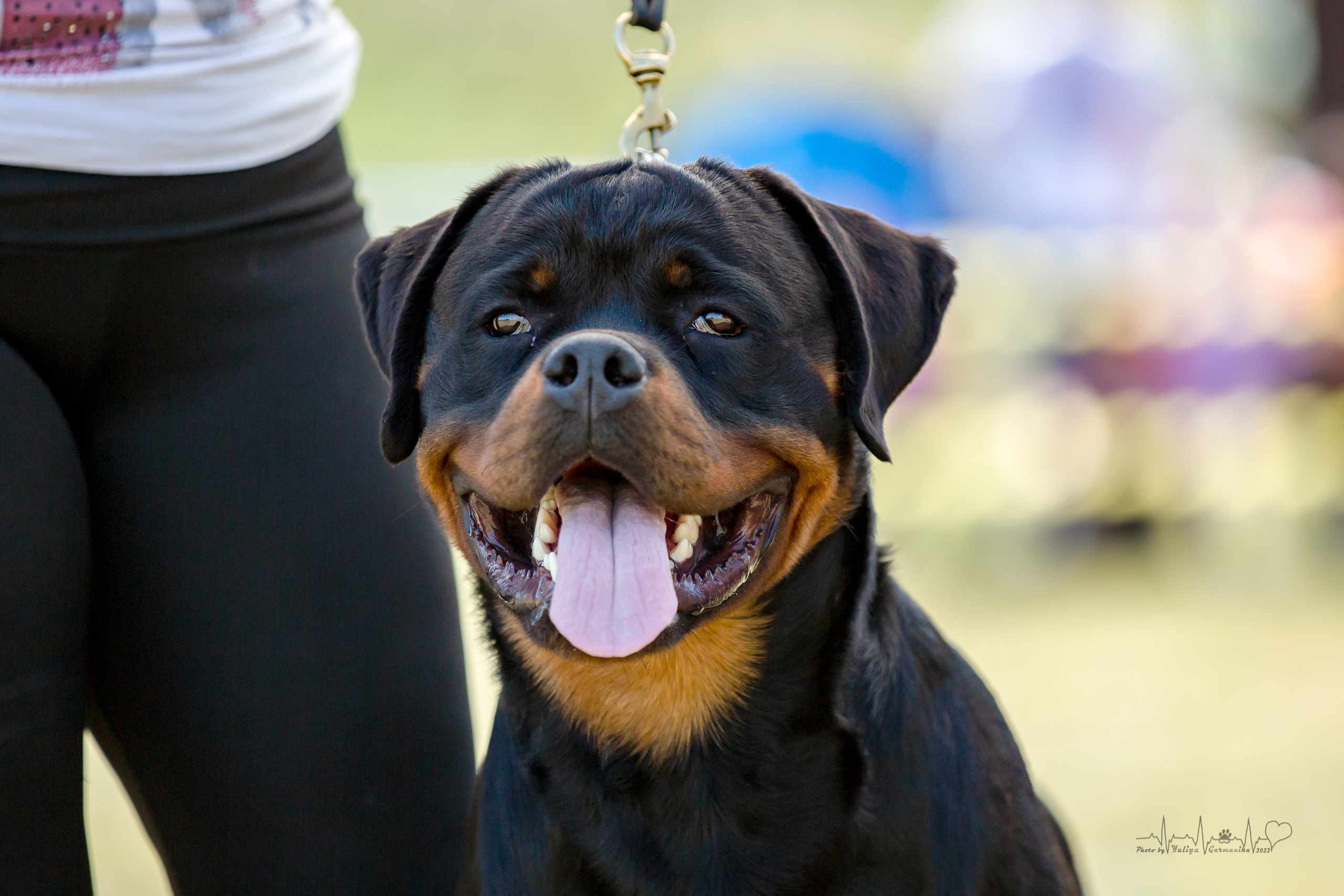 Рязань моно ротвейлеров 13.08.2022. Фотограф-анималист Юлия Германика