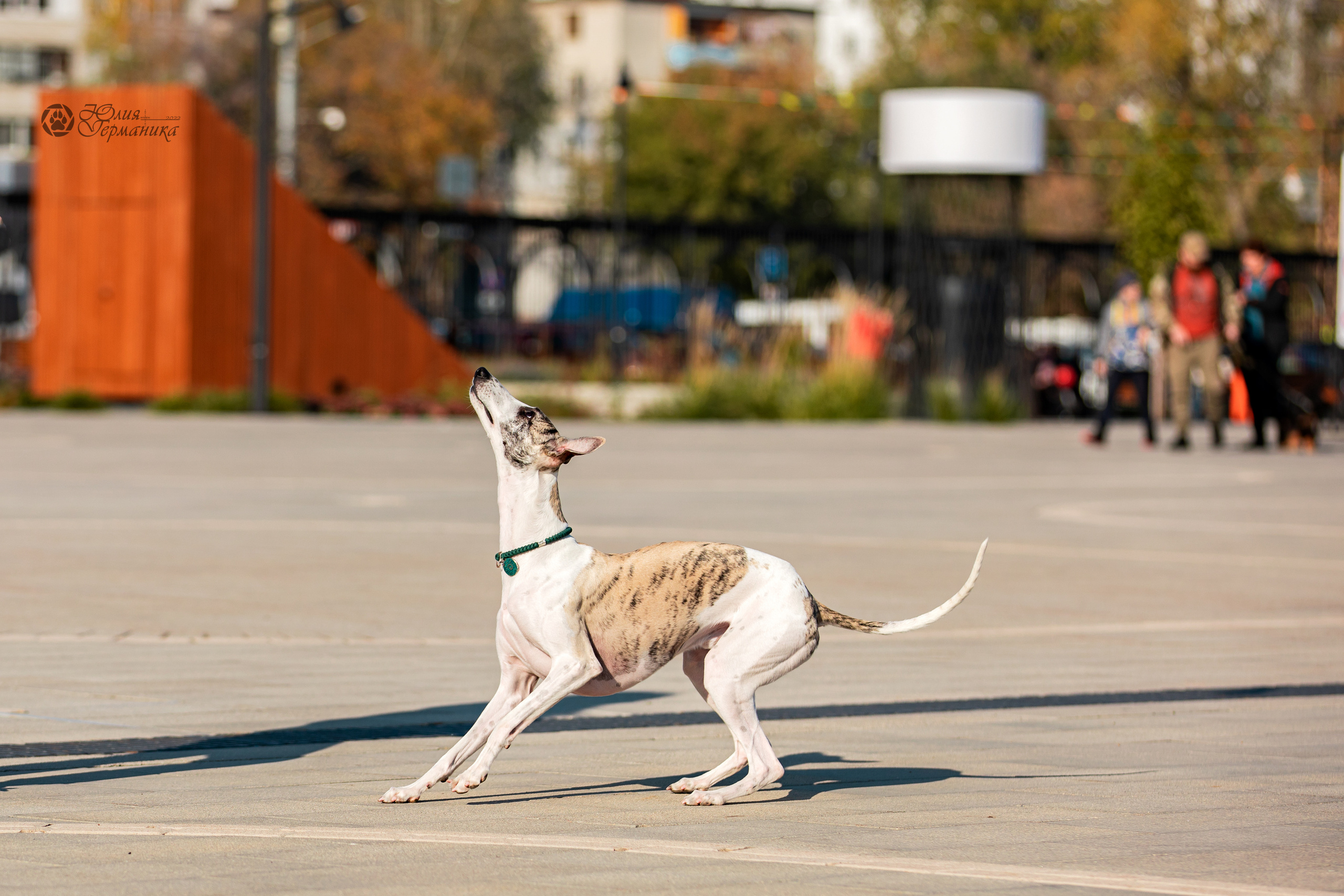 Нижний Новгород 15-16.10.2022. Фотограф-анималист Юлия Германика