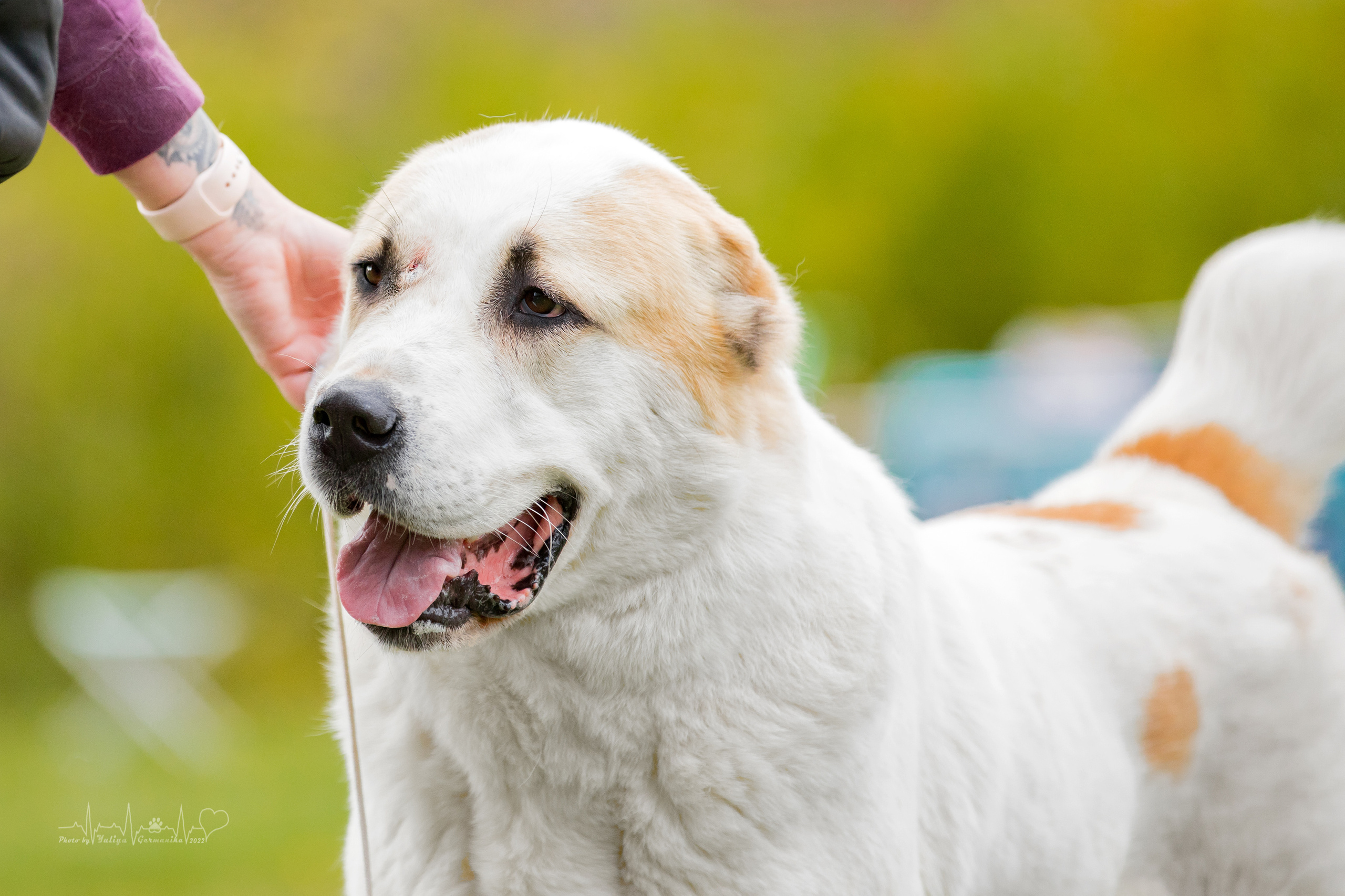 Александрова Слобода моно сао 2.10.2022. Фотограф-анималист Юлия Германика