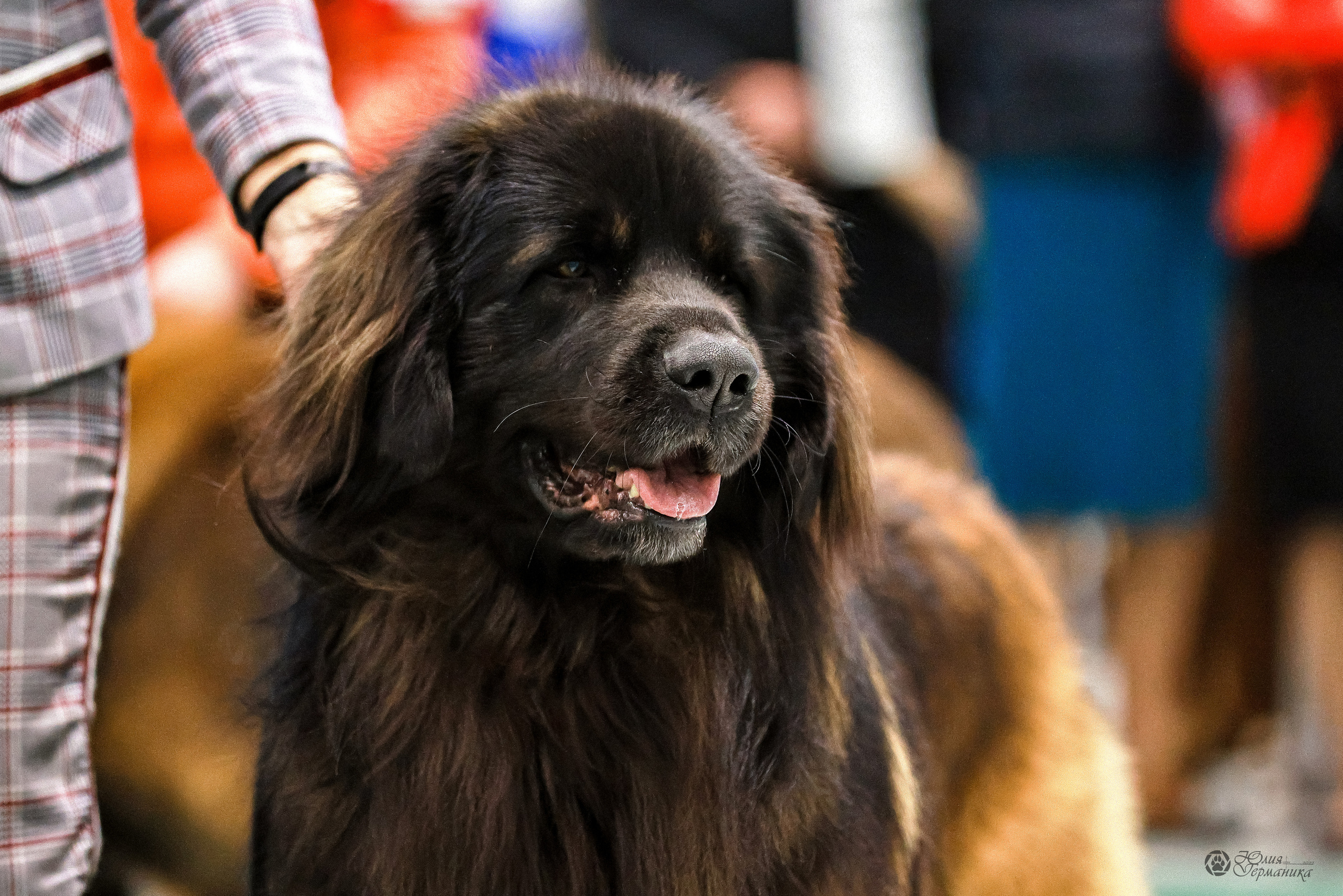 Минск 19-20.11.2022. Фотограф-анималист Юлия Германика