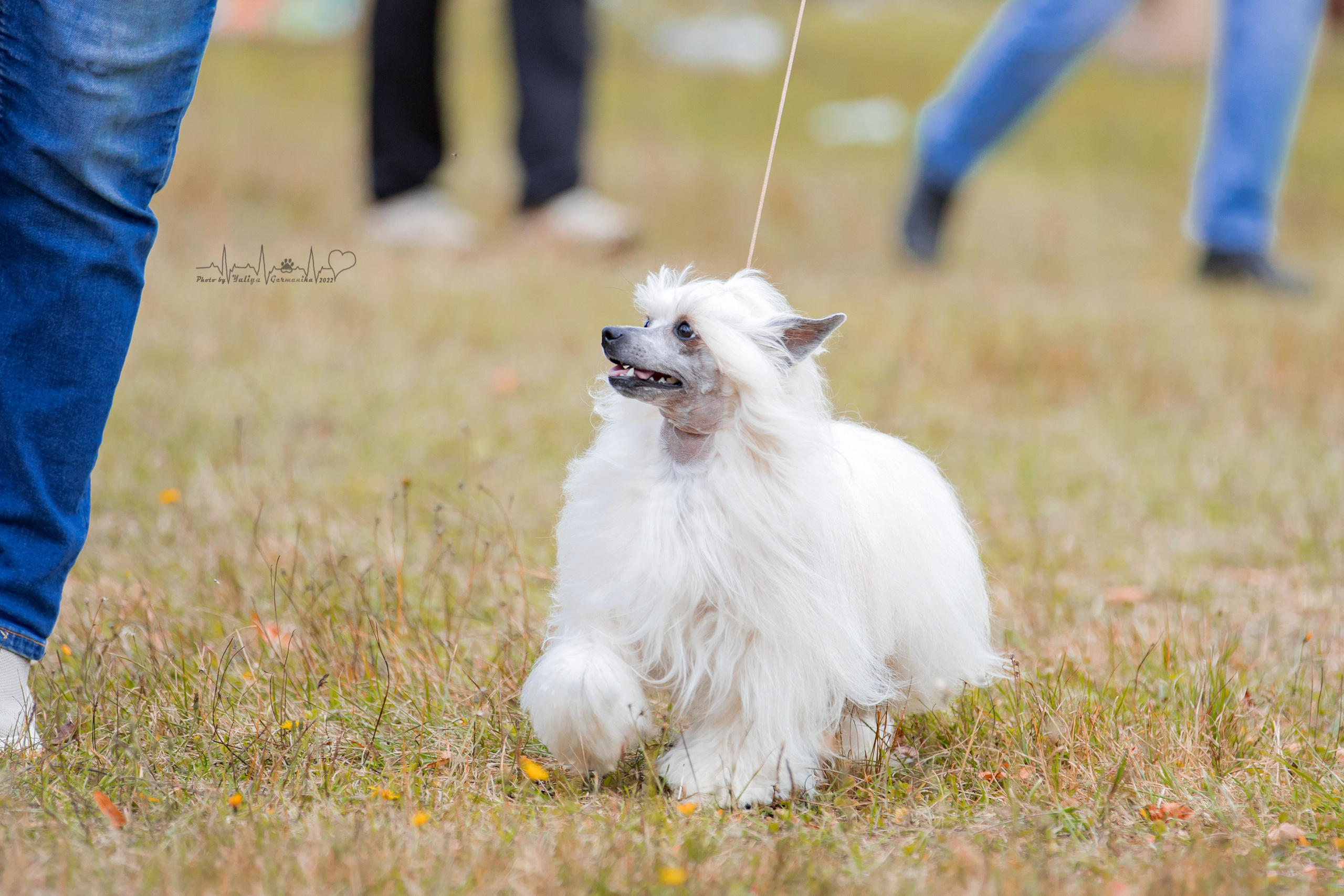 Пушкино ЧРКФ 17.09.2022. Фотограф-анималист Юлия Германика