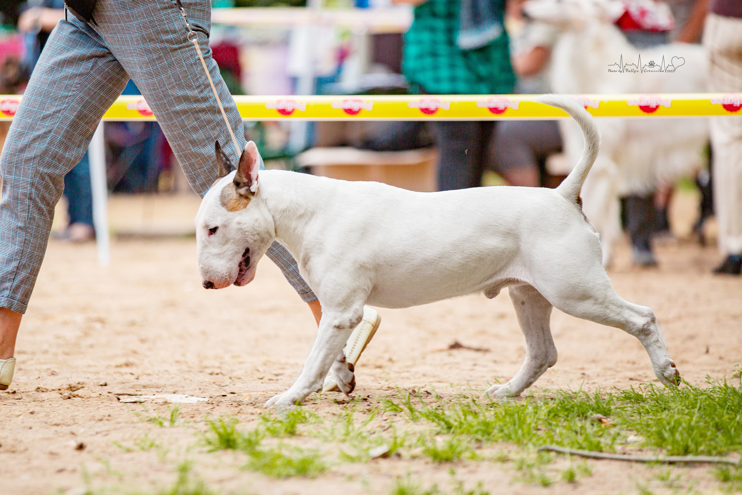 Ховрино 31.07,Чайна-Таун 6.08,Тверь 7.08. Фотограф-анималист Юлия Германика