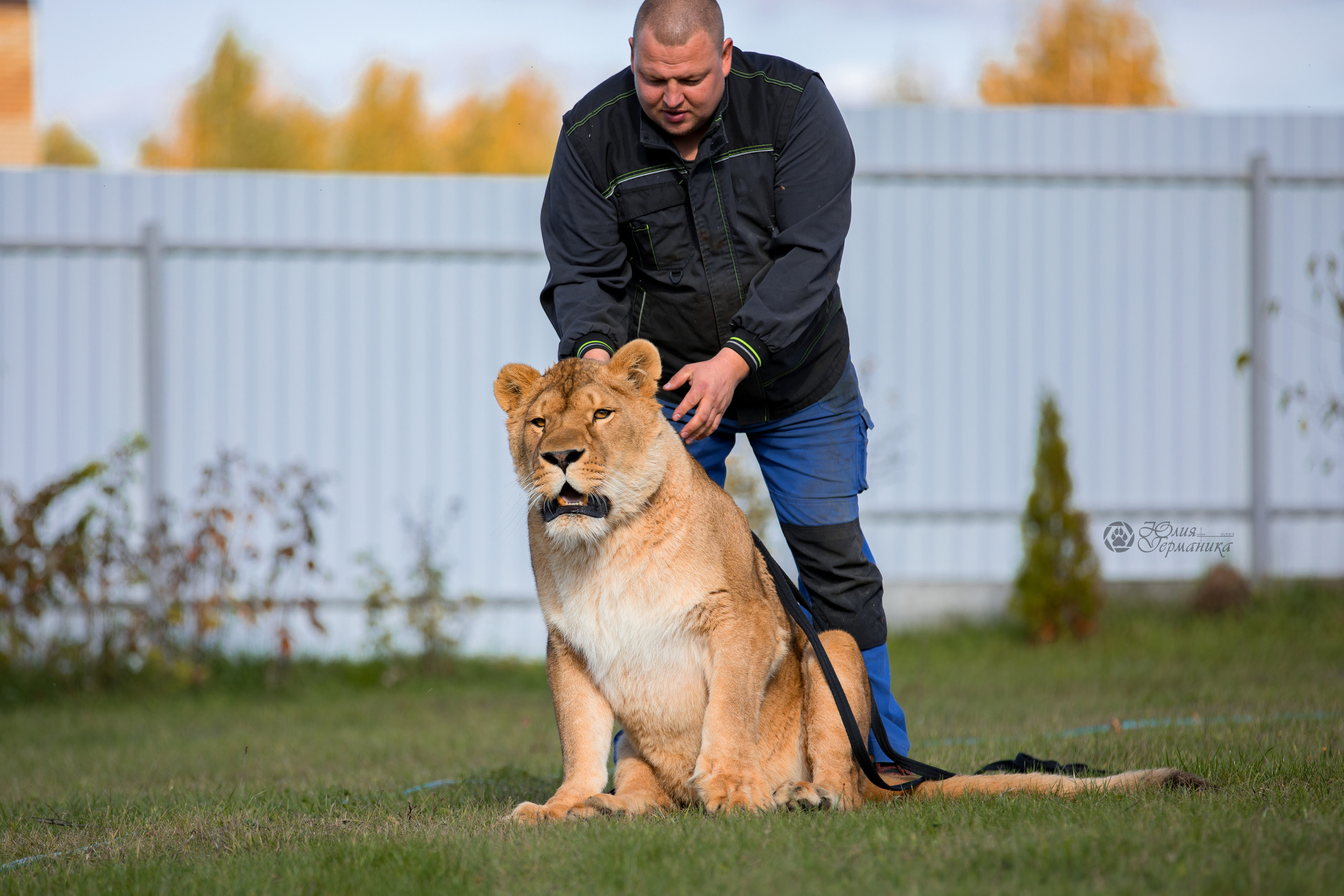Герда(львица). Фотограф-анималист Юлия Германика